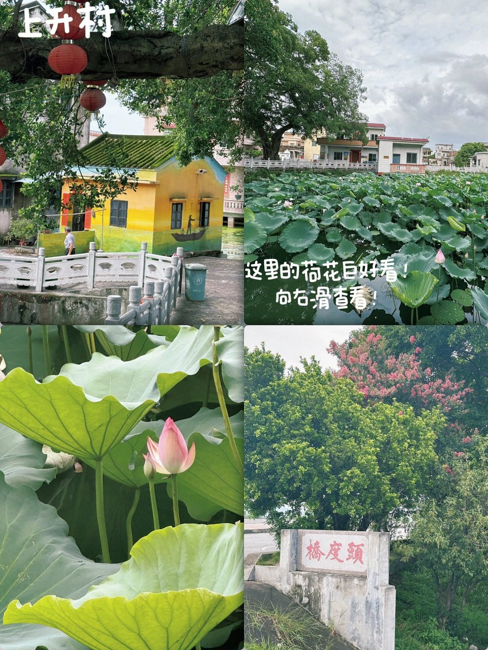 江门鹤山 |古劳水乡荷花世界 🪷佛前莲花开三朵 春来杨柳摘几支