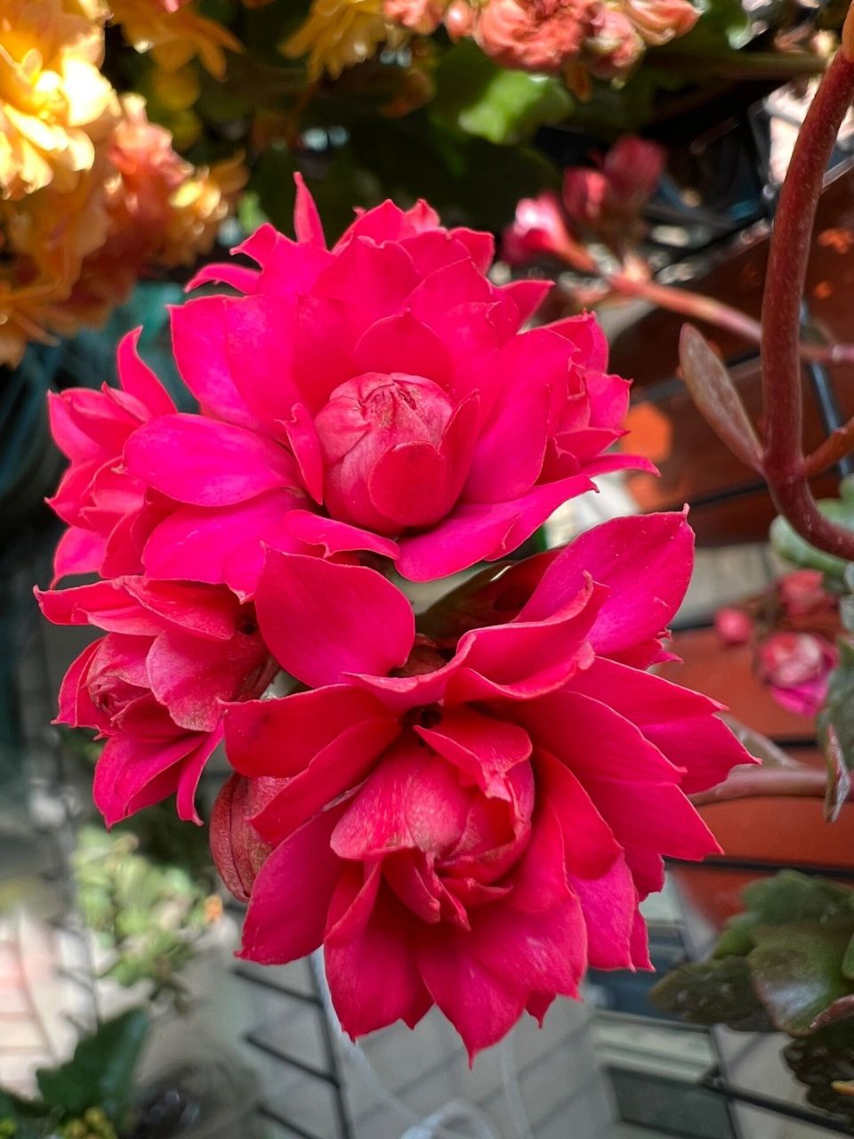 长寿花——柯尔斯顿 一年多后长成奇形怪状的柯尔斯顿