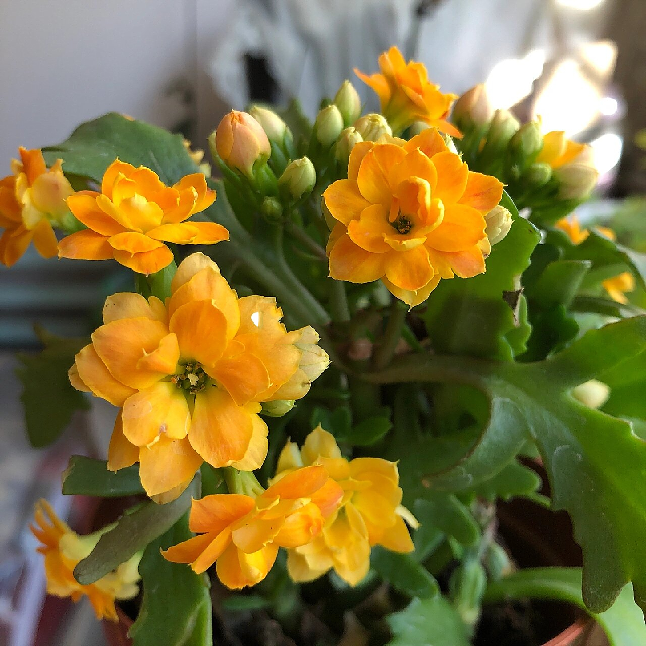 长寿花分享(85)-索尔丹 鹿角叶 橘色和黄色渐变,或者是橙色和黄色渐变