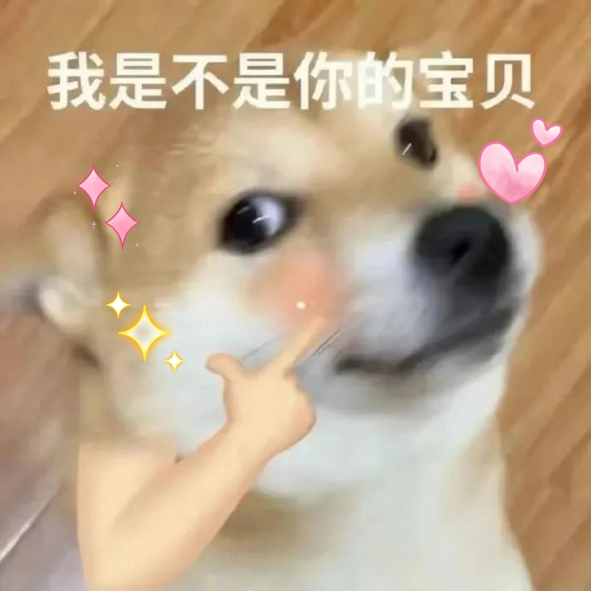 柴犬鸡蛋表情包图片