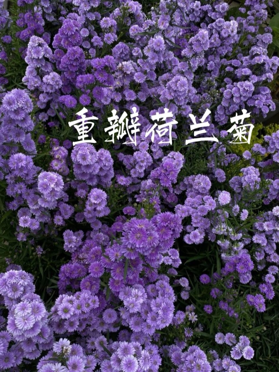 识花|高杆重瓣荷兰菊 97荷兰菊属于多年生宿根草本植物,高度在100cm