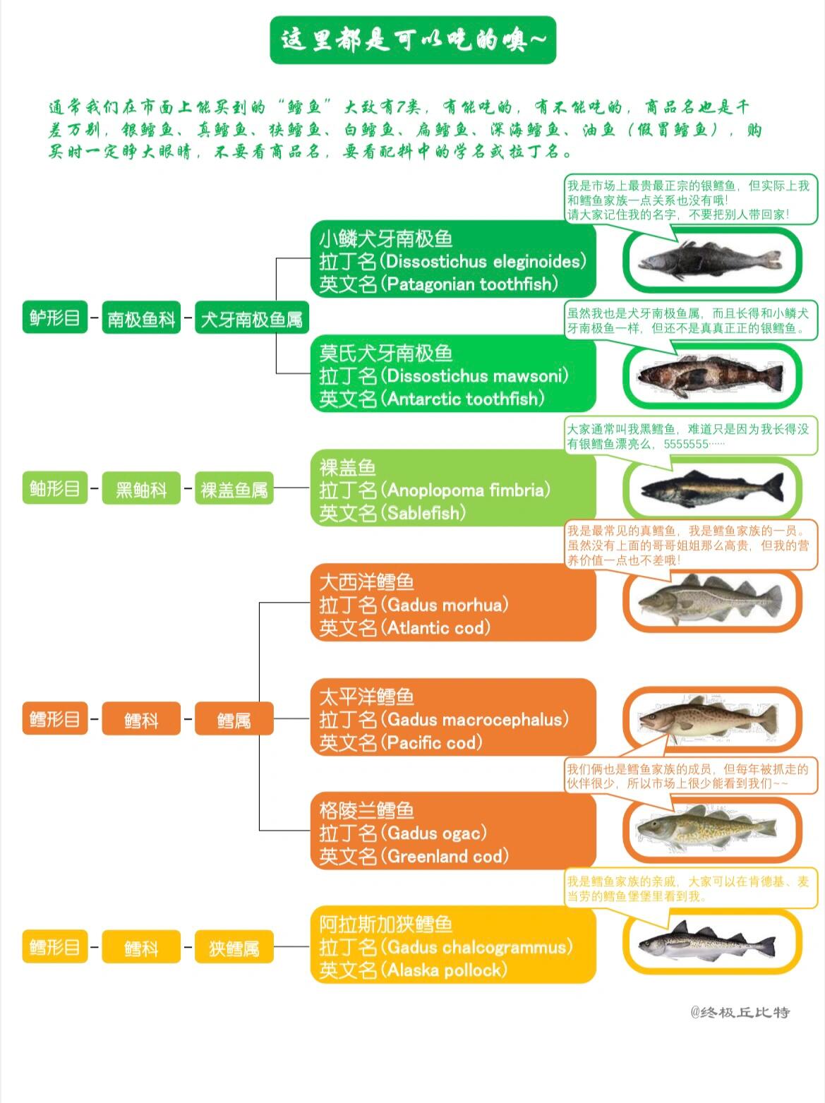 一图教你如何分辨真假鳕鱼