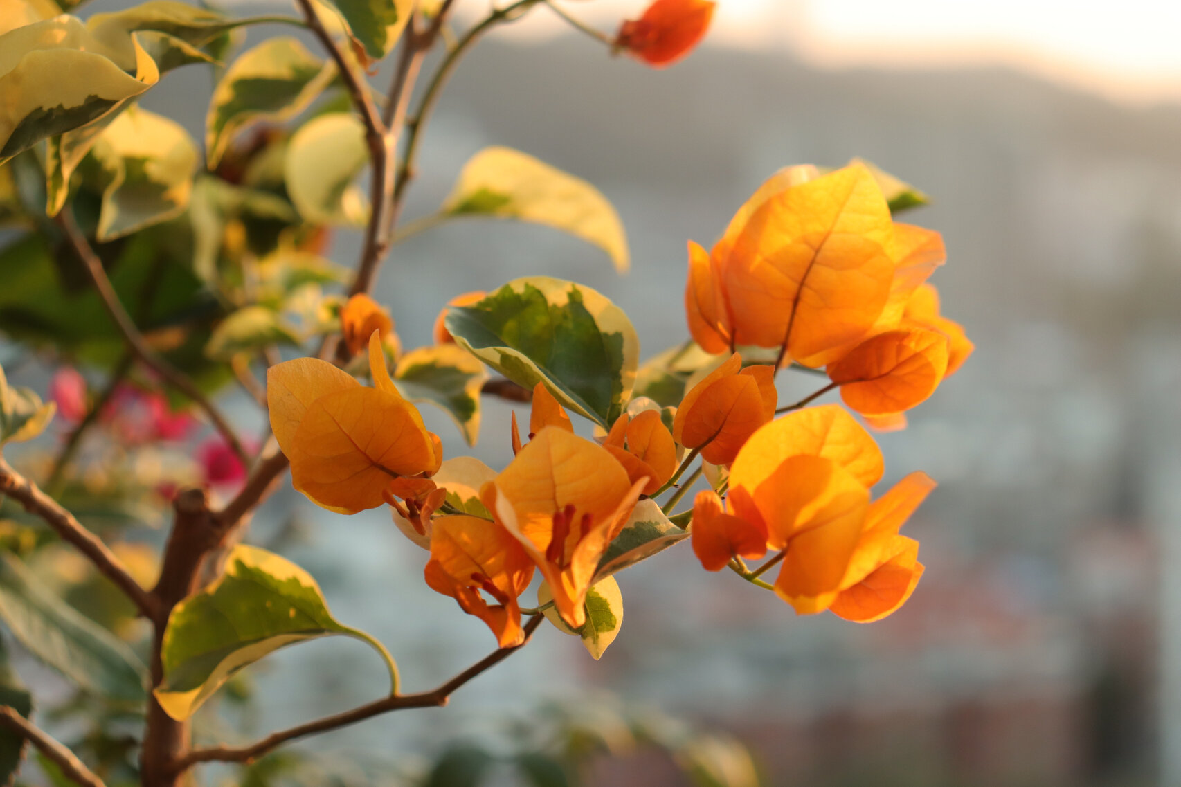 三角梅|黄金三角洲|金边黄 这个三角梅在阳光下真的美的不行,像是个