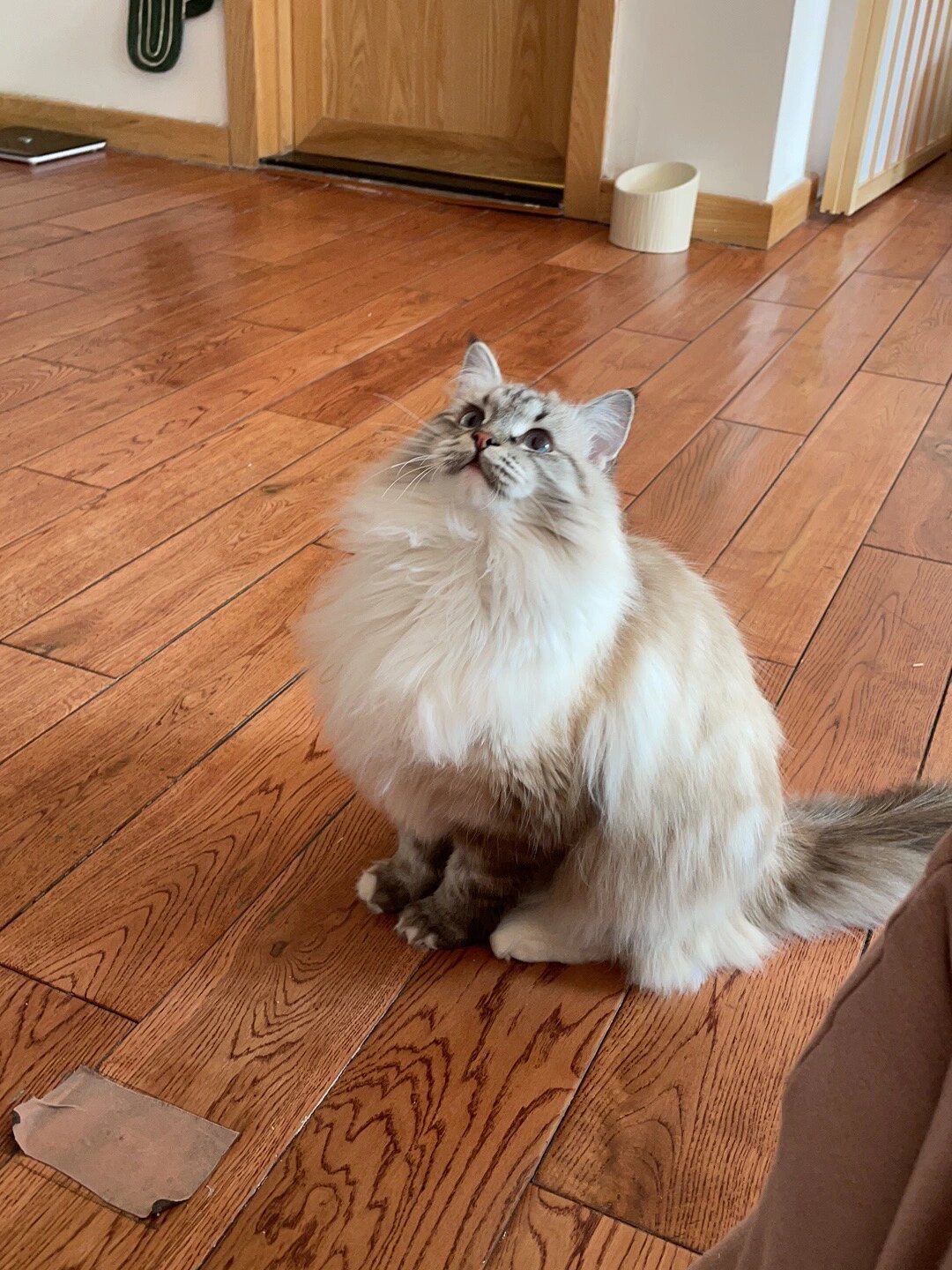 关于西伯利亚森林猫的低敏性