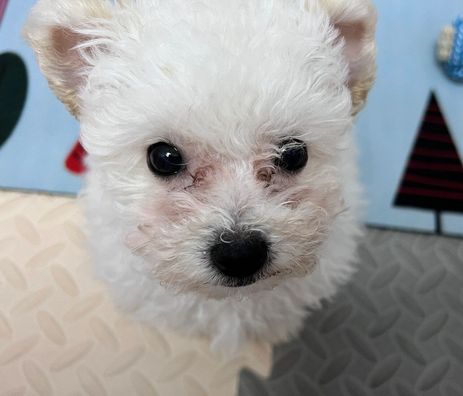 比熊泪痕 | 只要足够耐心 翻到99第一天接回家的照片 不得不感叹  哇