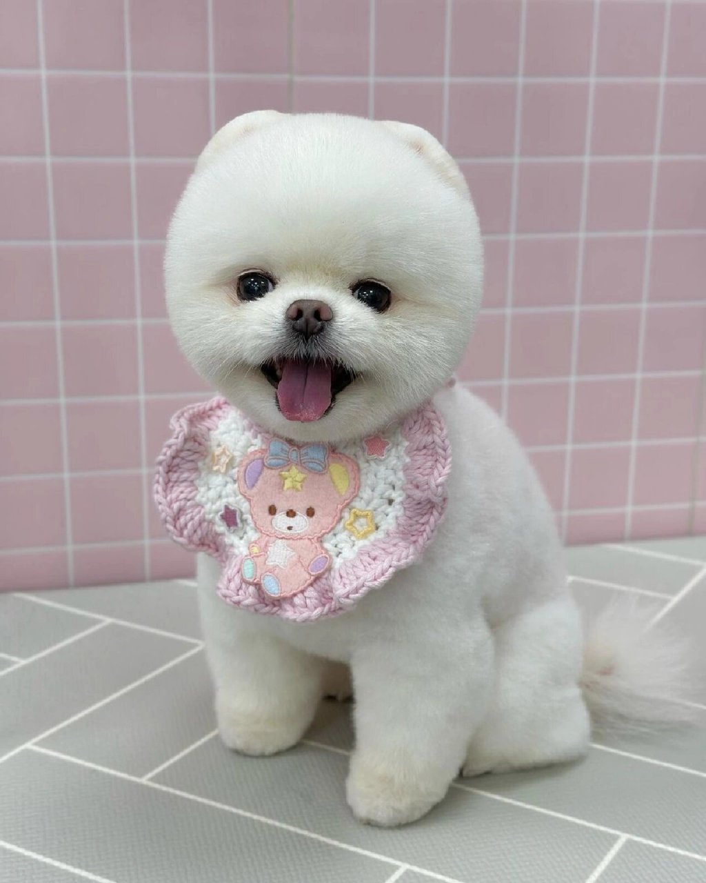 今天分享一些好看的博美「俊介」造型 顺便讨论一下到底哪些条件下是