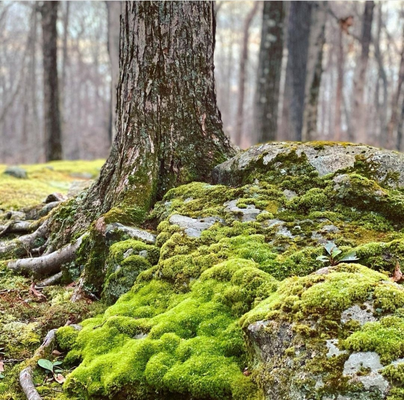 地衣和苔藓图鉴图片