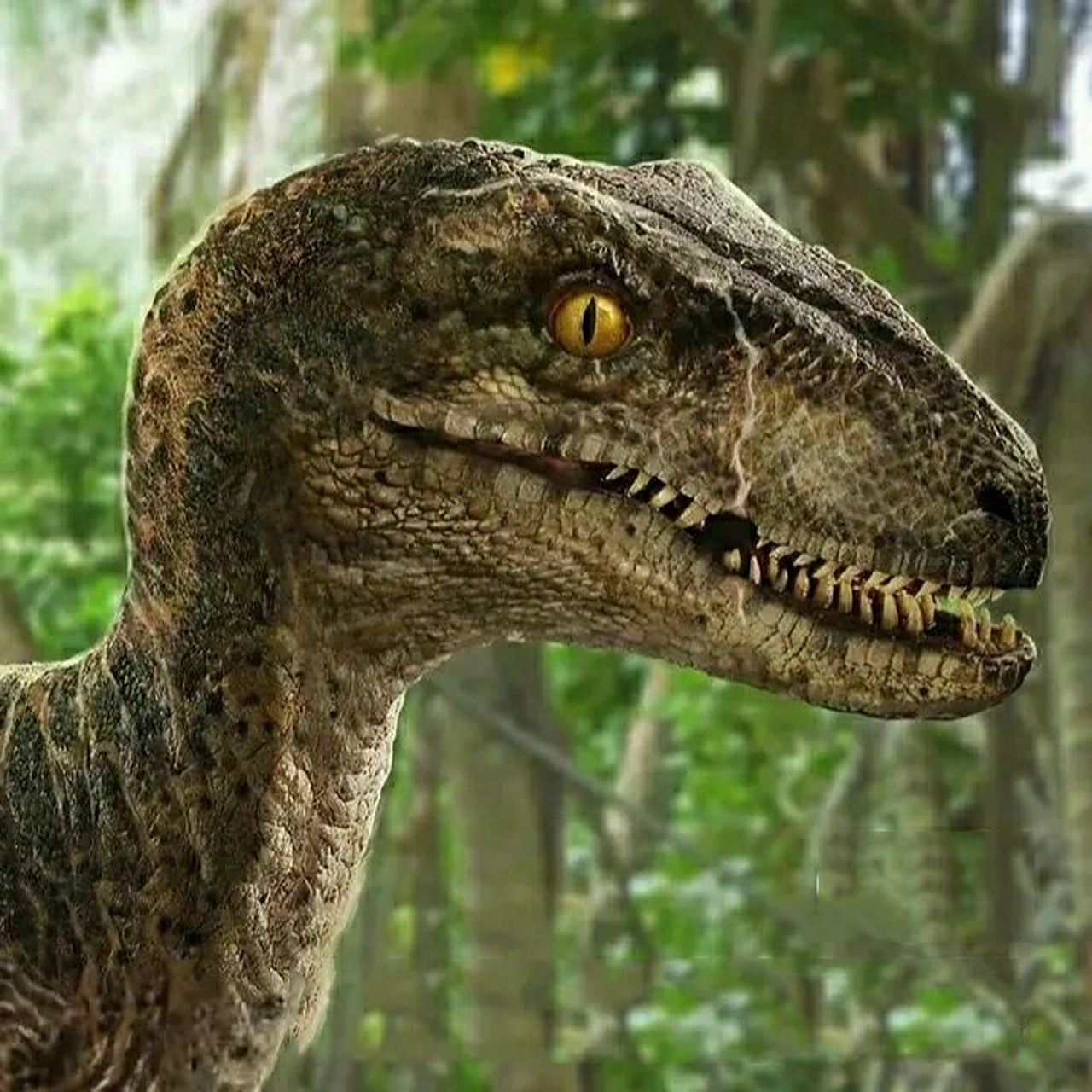 迅猛龙和暴虐迅猛龙图片 大家喜欢什么恐龙? 我喜欢迅猛龙布鲁