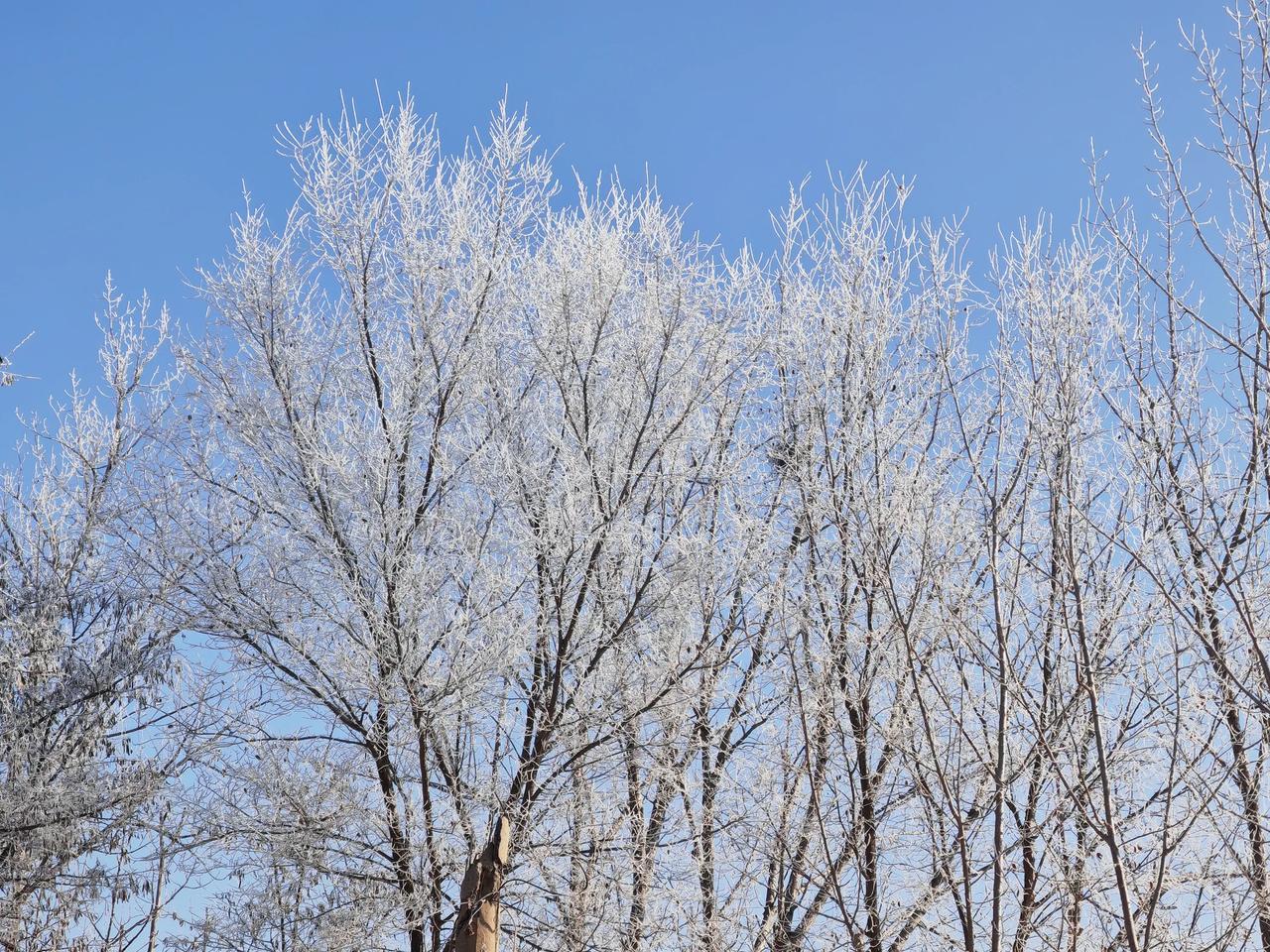 树枝上的雪霜 像一朵朵洁白的花 静静地绽放着 散发着寒冷的香气