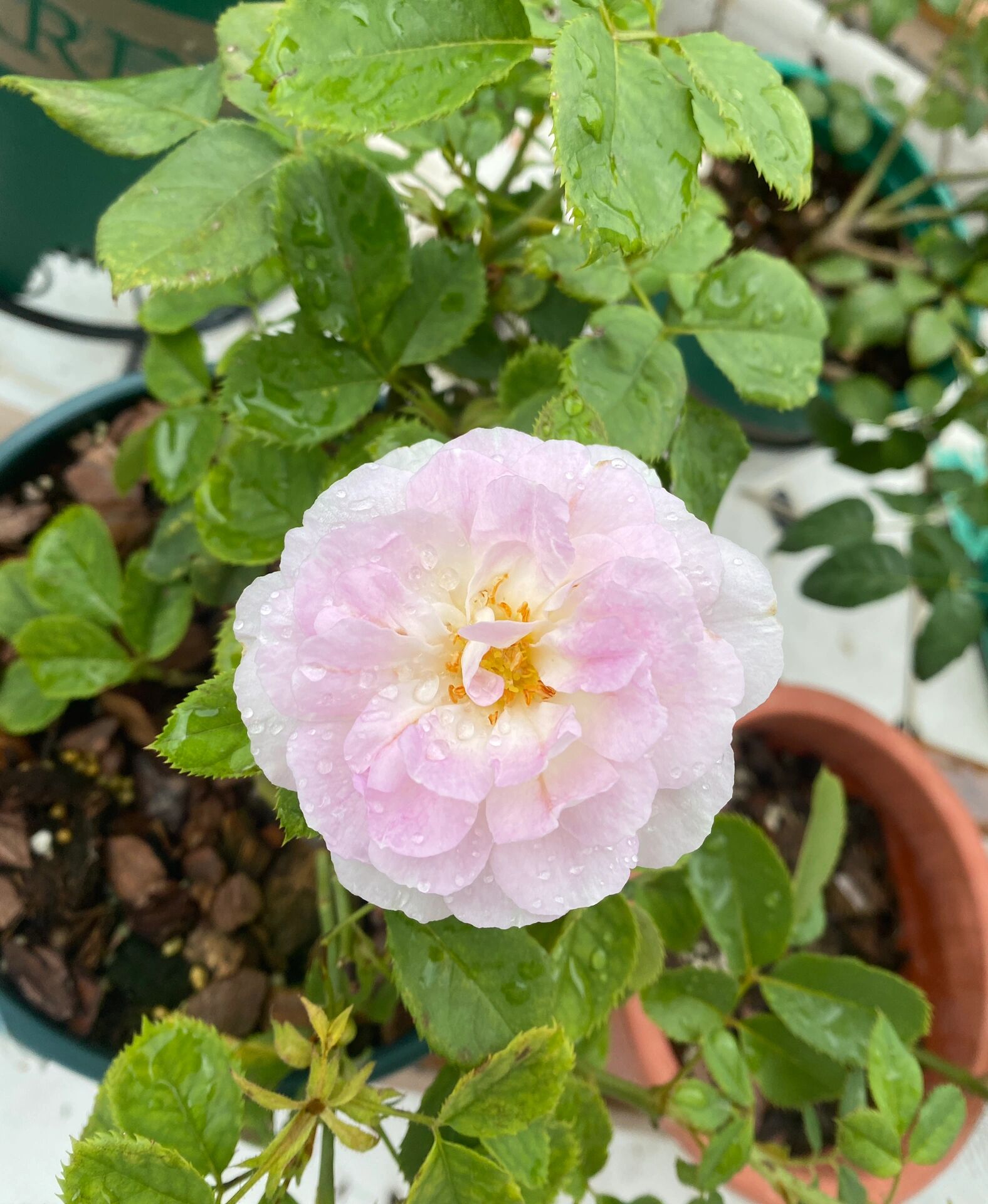 罗莎琳达 -完全不耐热不耐晒,温度达到30 就开始僵苗,两广不推荐 2.