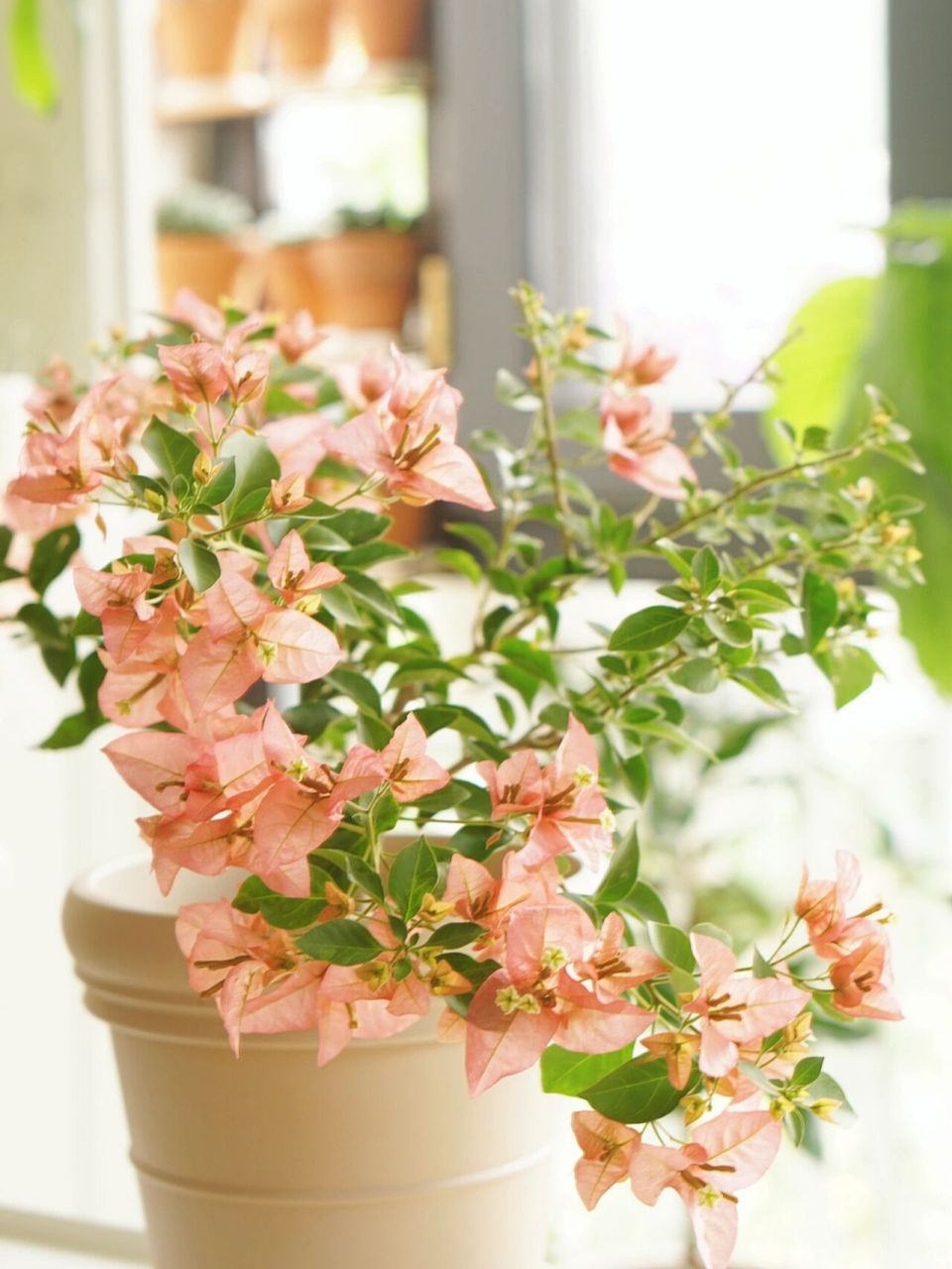 三角梅卡亚塔 买来第一次开花,复古色,个人觉得好养 渣图随便拍拍