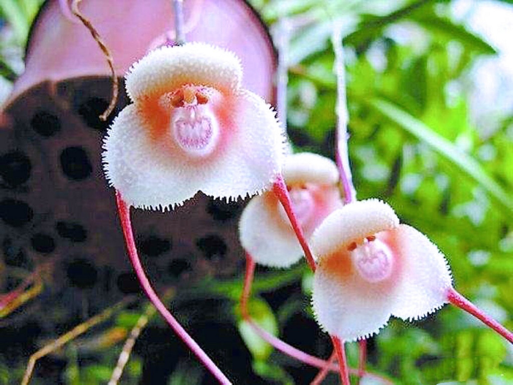 这棵草它得多用力演化才能长成小猴子 植物界的拟态大师必属兰花,它又