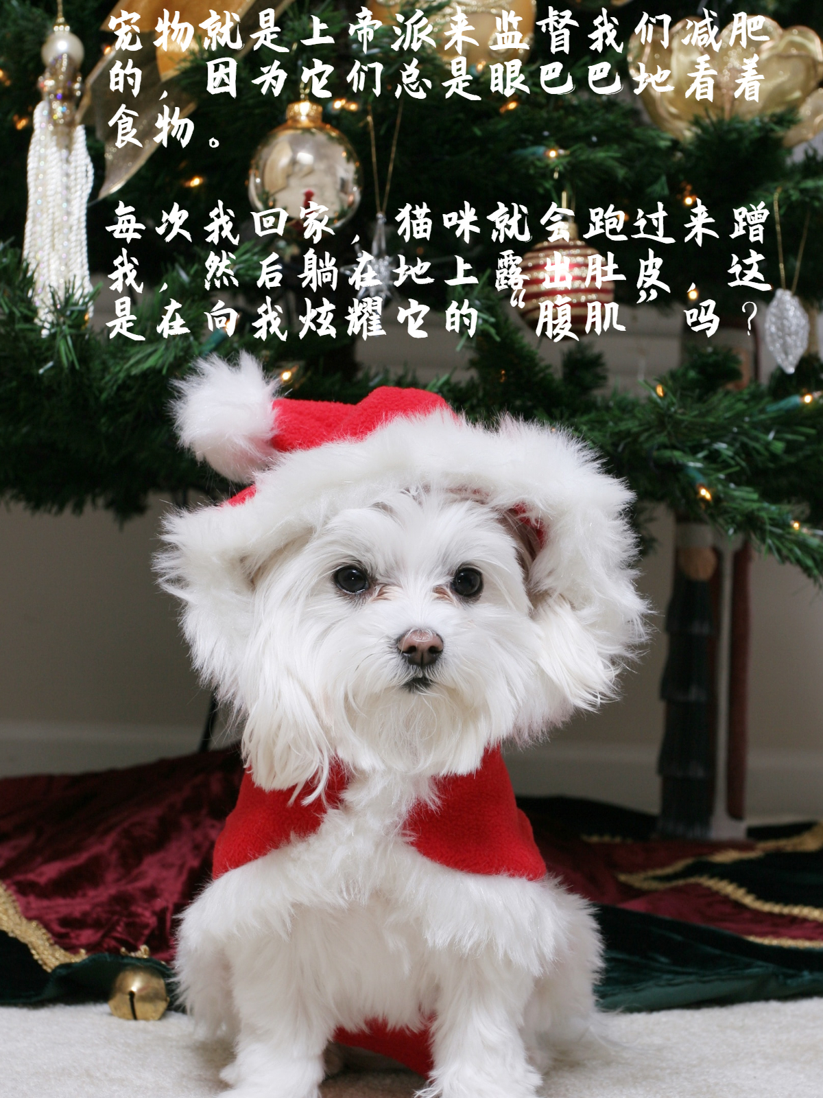 晒宠物的幽默说说