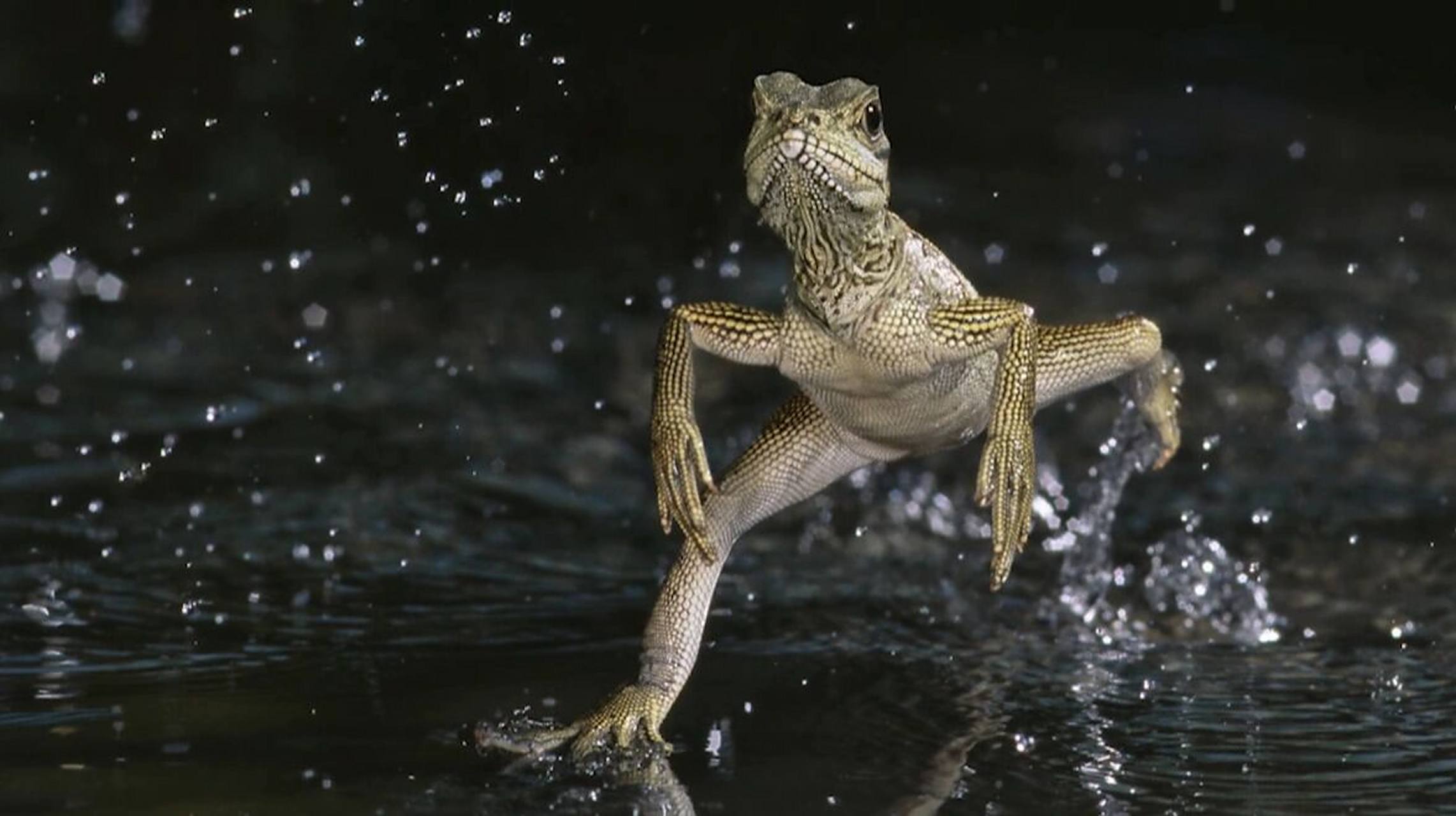 皇冠鬣蜥 在武侠片中,武林高手经常出现在水面上奔跑,这是传说中的