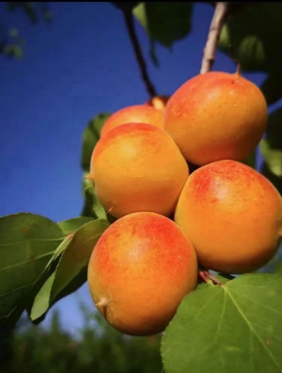 水果文案|美貌与口感兼俱的"新疆小红杏" 嗨你好啊,我是七蒔,现在在