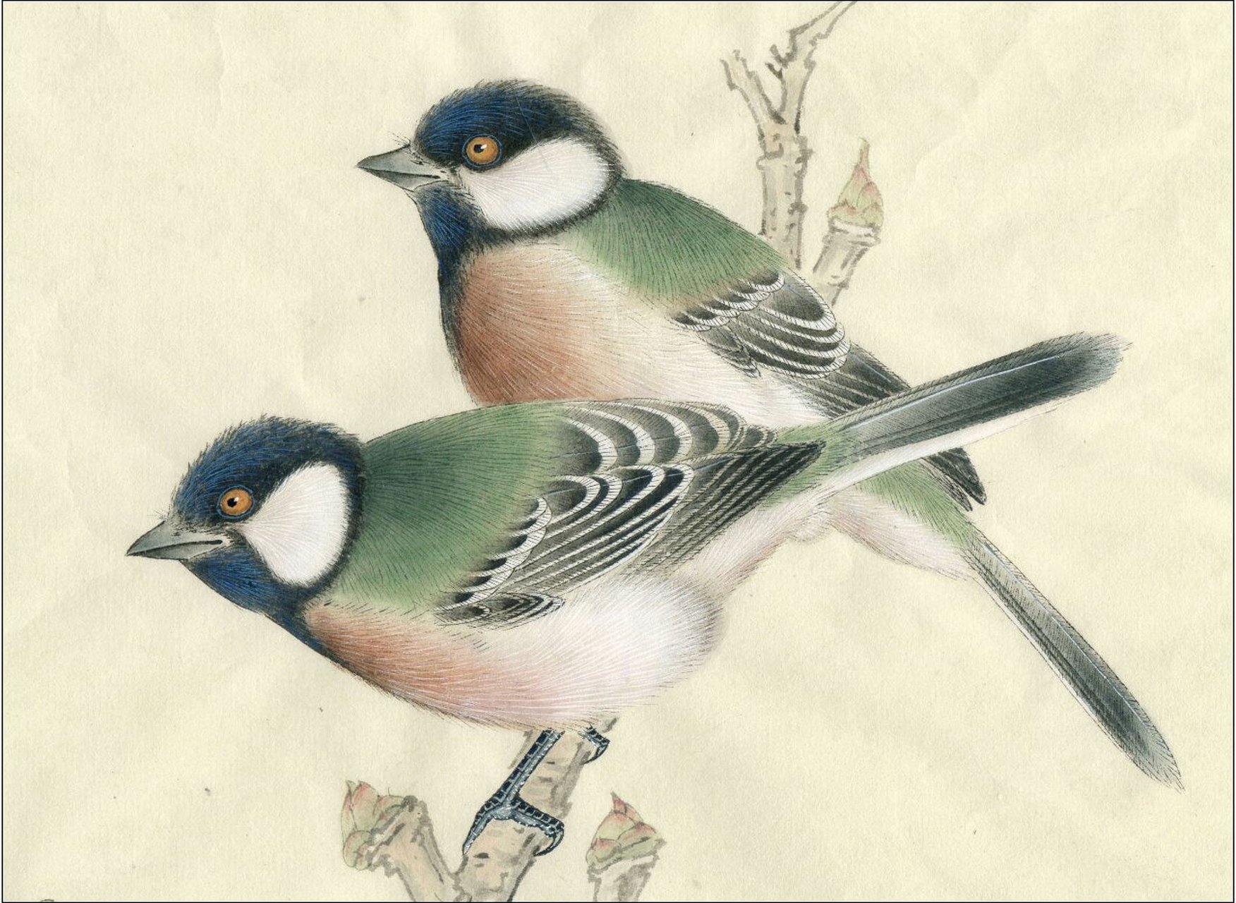 工笔画步骤分享(鸟类设色步骤——山雀) 概述:大山雀别名白脸山雀,灰