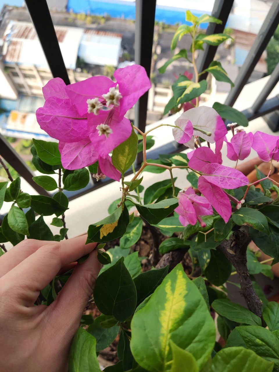 金心双色or金心橙白 路边摊买的,不知道是什么品种,花友帮看看呗