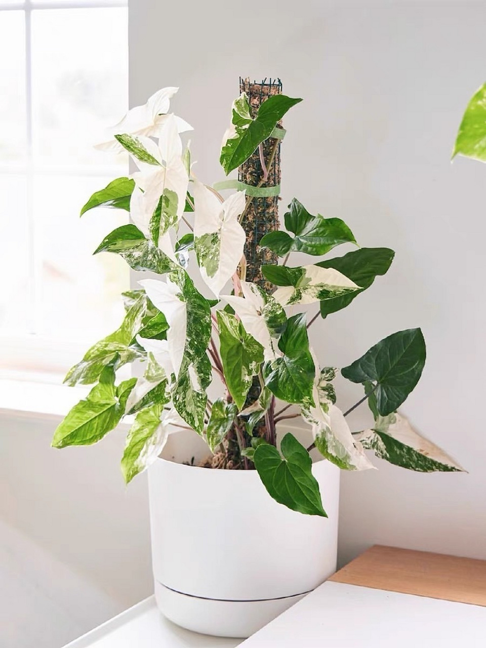 906 	 白锦合果芋植株小巧,叶子是像箭头一般,是一种耐阴的观赏植物