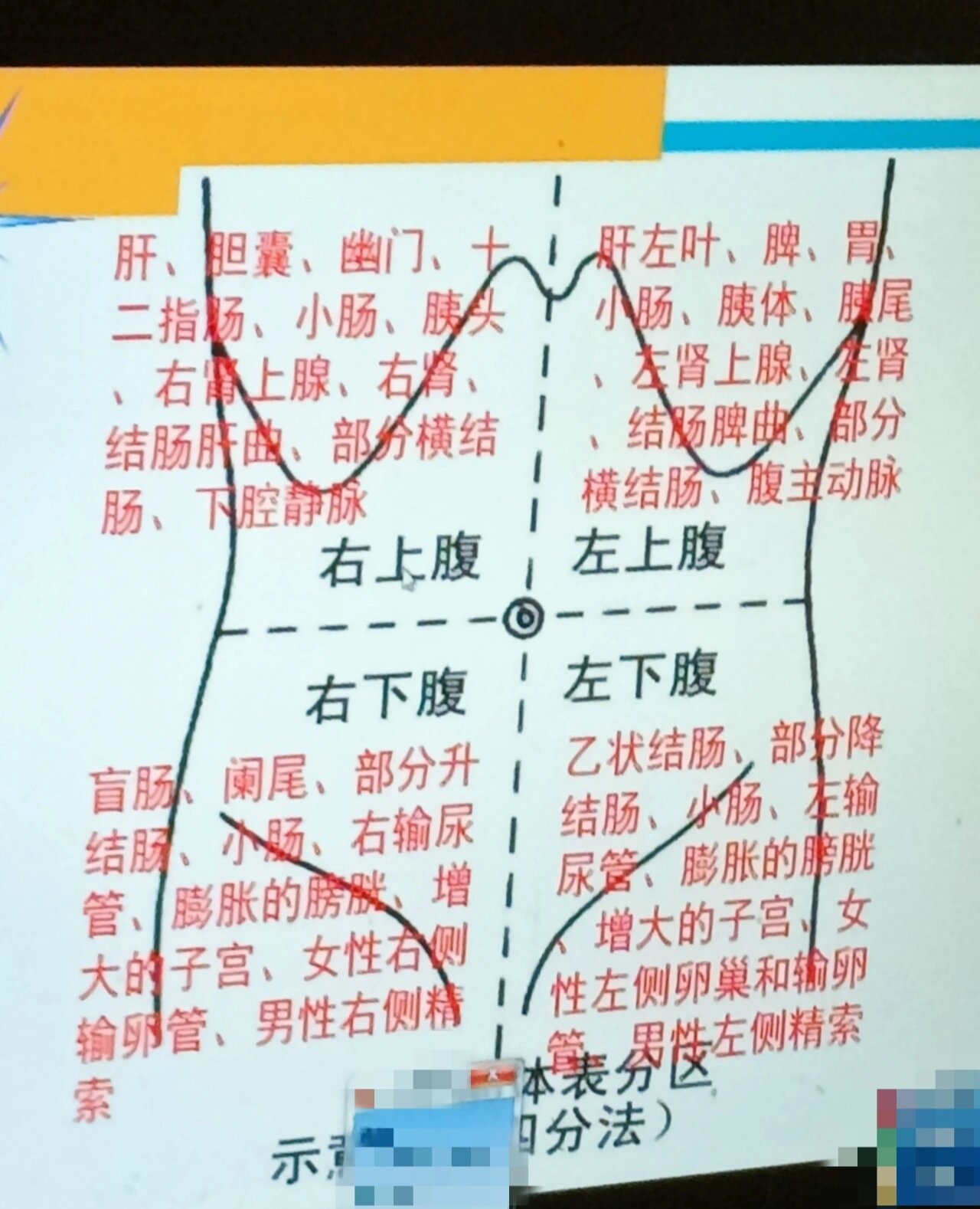 腹部四分法图片图片