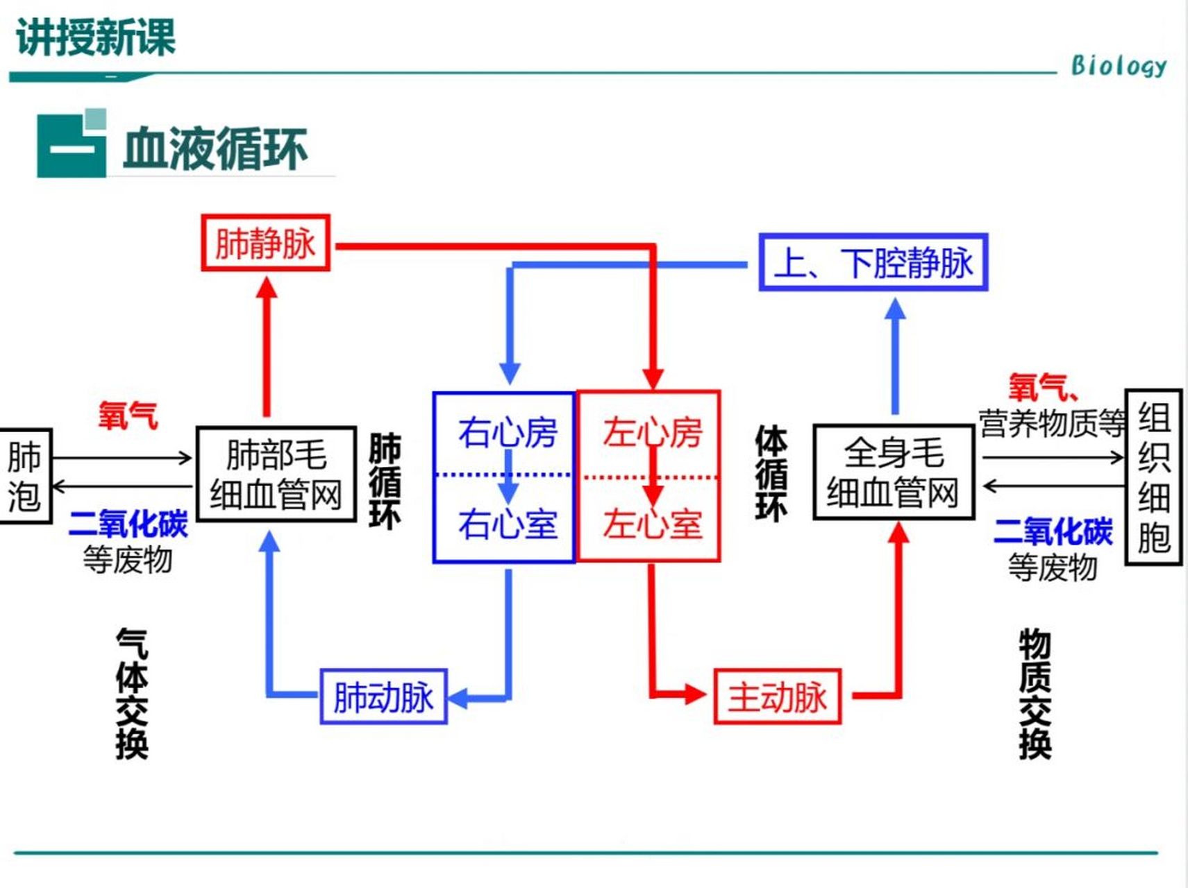 七下生物血液循环图图片