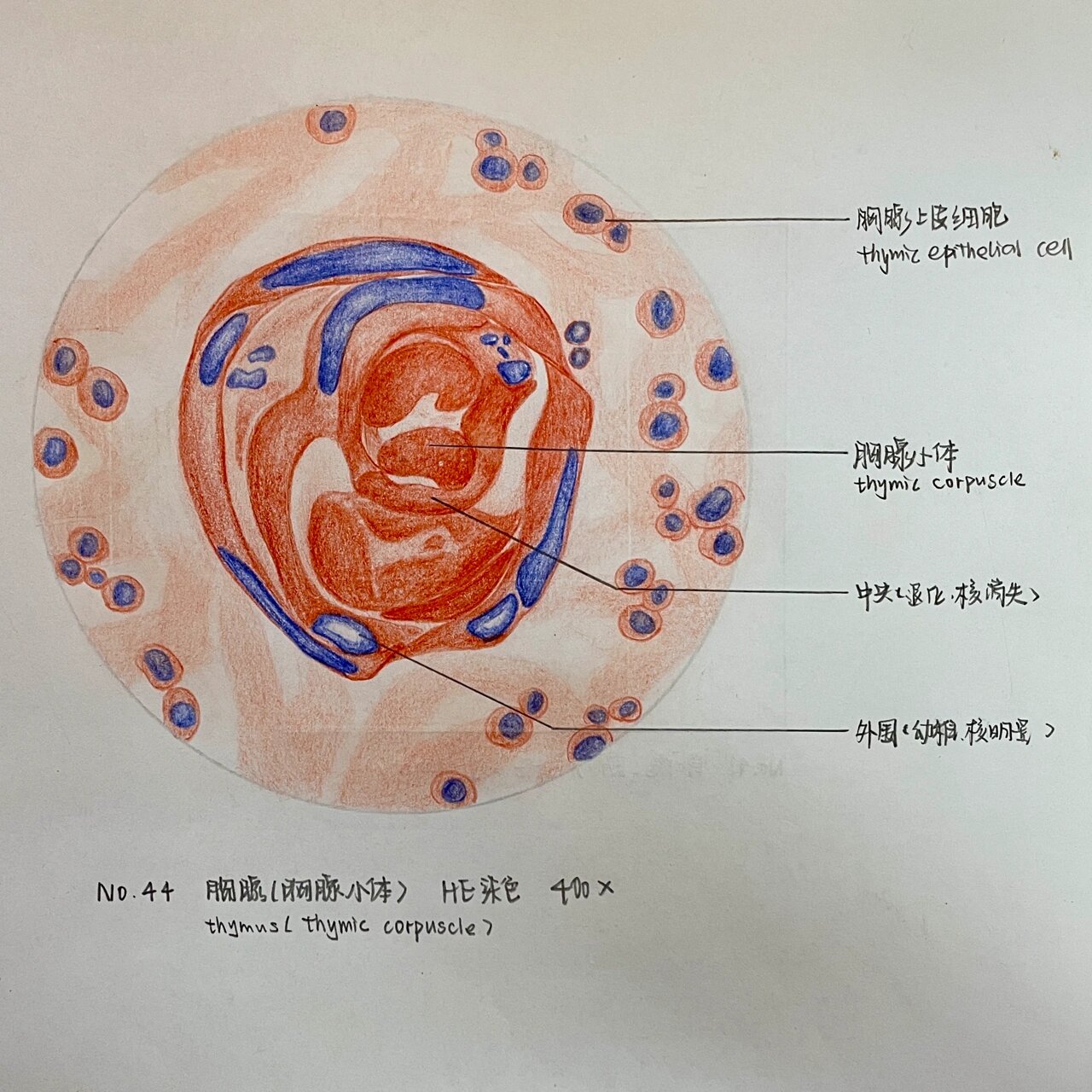 胸腺小体红蓝绘图图片