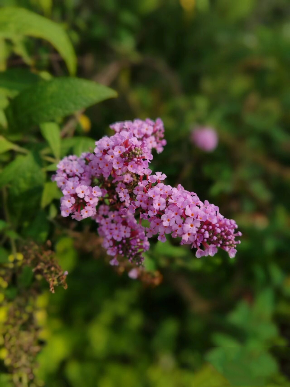 植物学|醉鱼草 拉丁学名buddleja lindleyana fortune 别名:闭鱼花