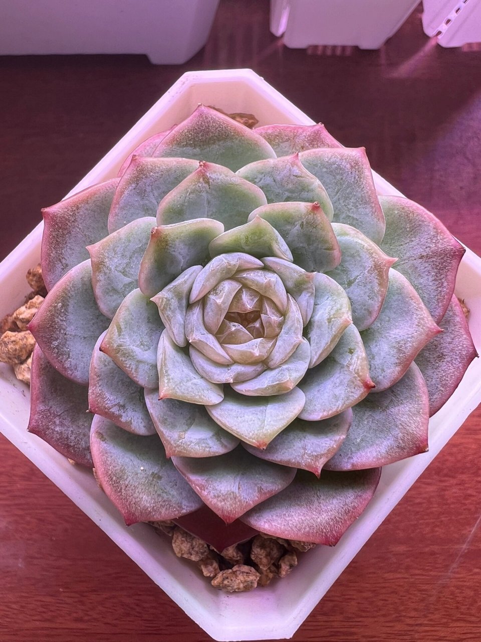 纯情多肉纯爱多肉韩国纯爱 腾地方清多肉 纯情多肉又叫韩版纯爱 夏天