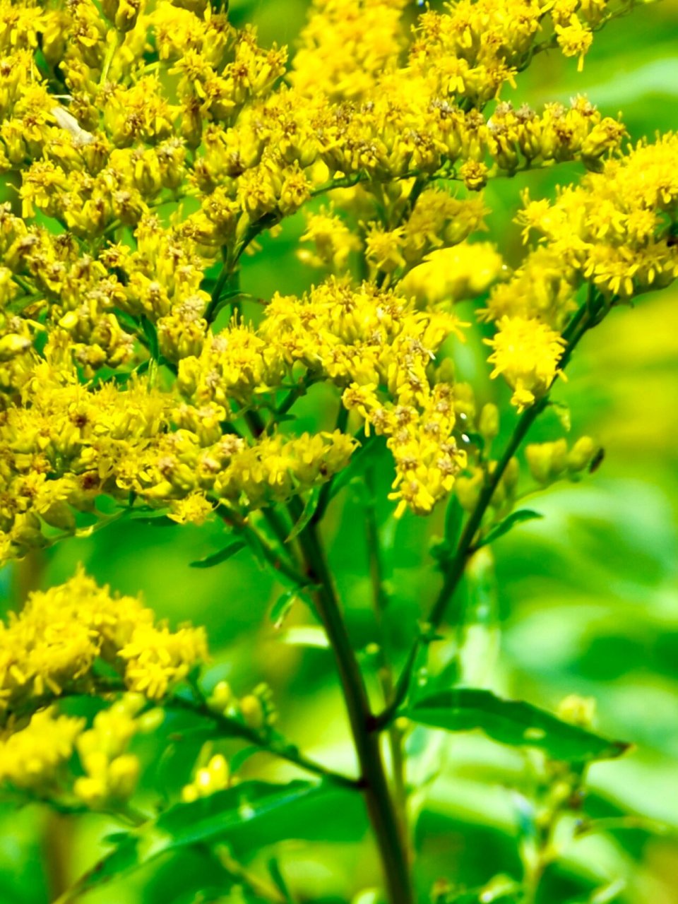 加拿大一枝黃花 这金灿灿的黃花如金黃的麦穗,在阳光下十分耀眼.