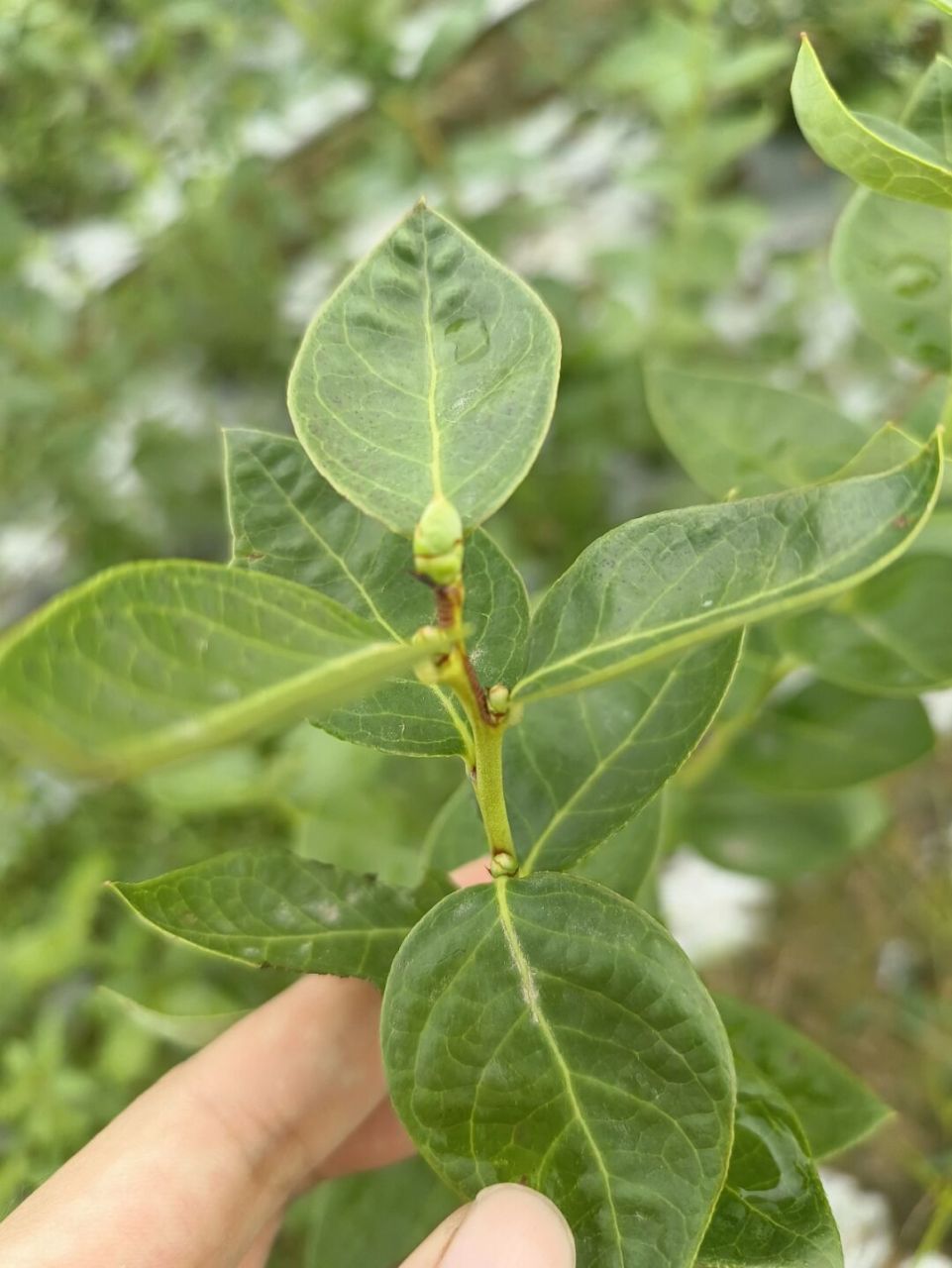 關於藍莓花芽分化二三事 97上次發了藍莓觀察手的筆記後 寶子們問了