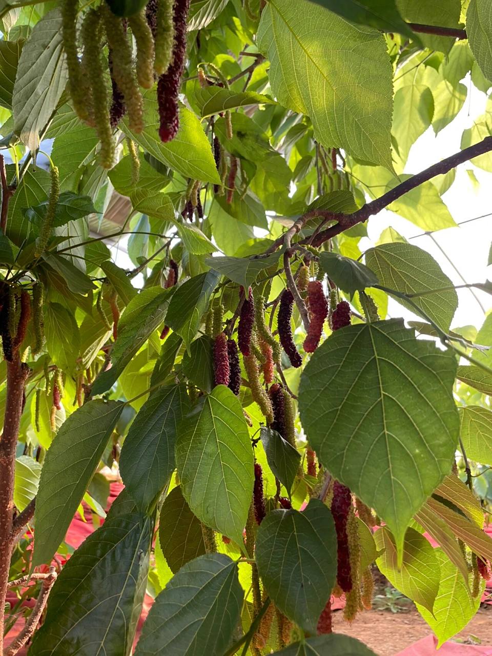 吃起来比较甜,口感比普通桑葚要软一点,种在大棚内的,大一点竟然有