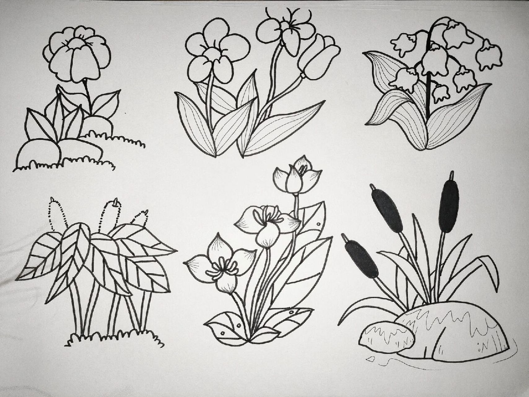 简笔画组合简单 植物图片