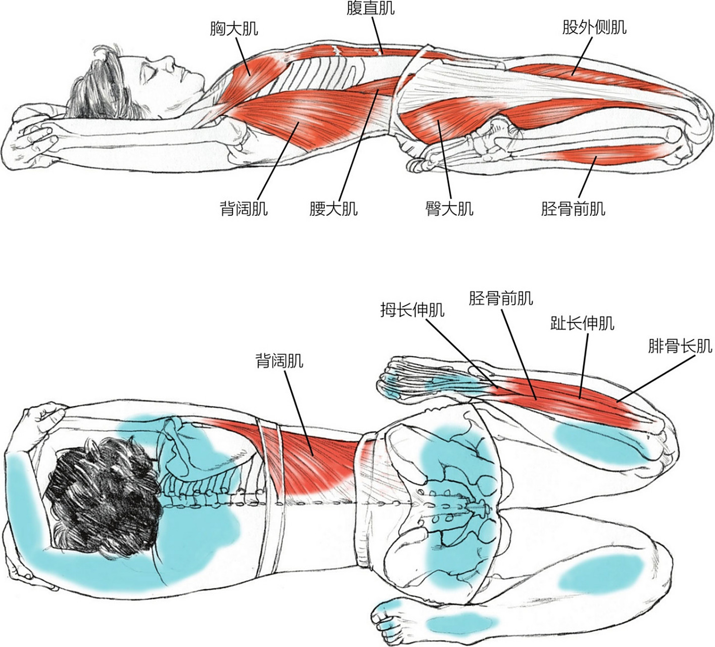 瑜伽插画|瑜伽体式—卧英雄式(多张图片) #瑜伽体式# #白小米瑜伽笔记