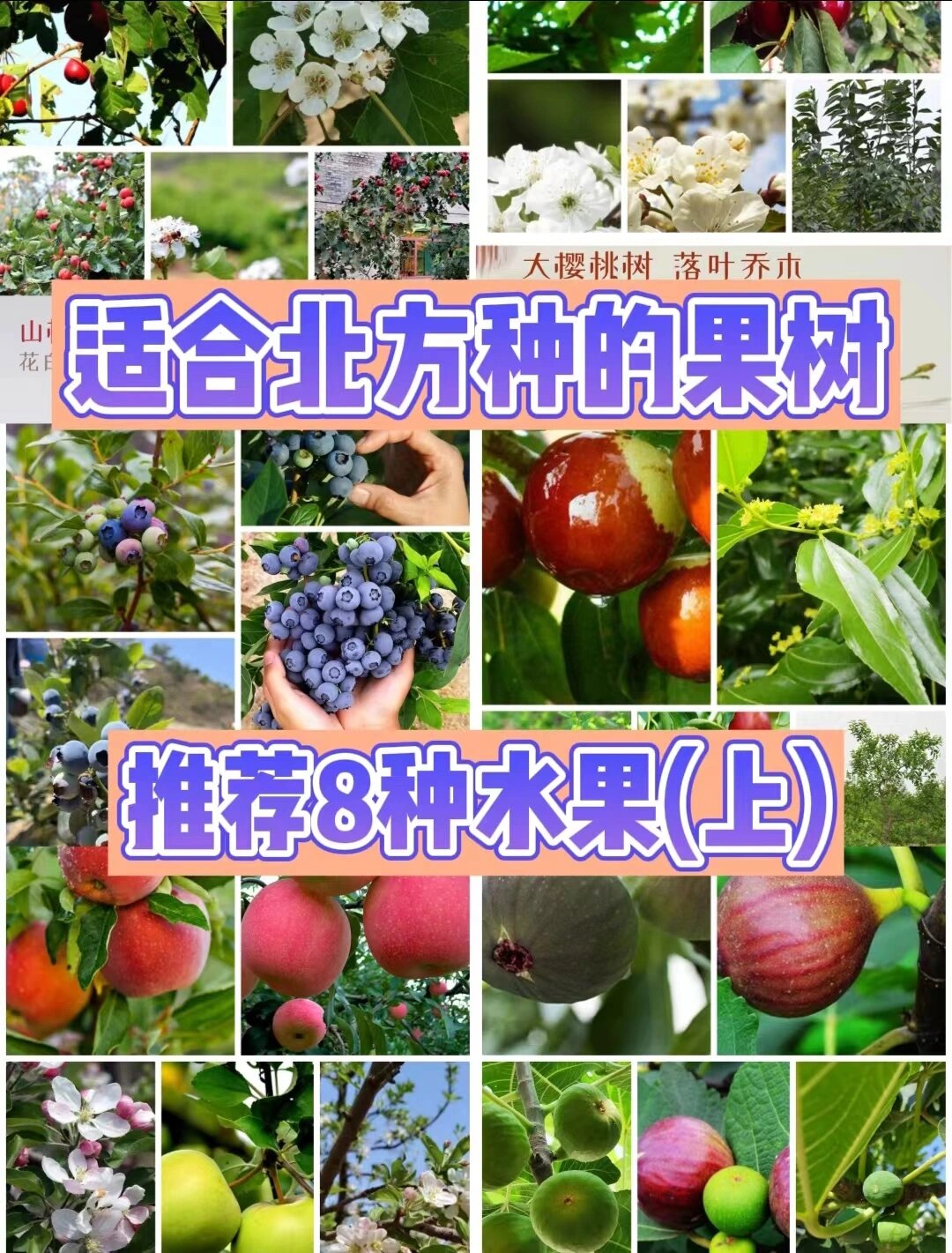 适合北方果树品种大全图片