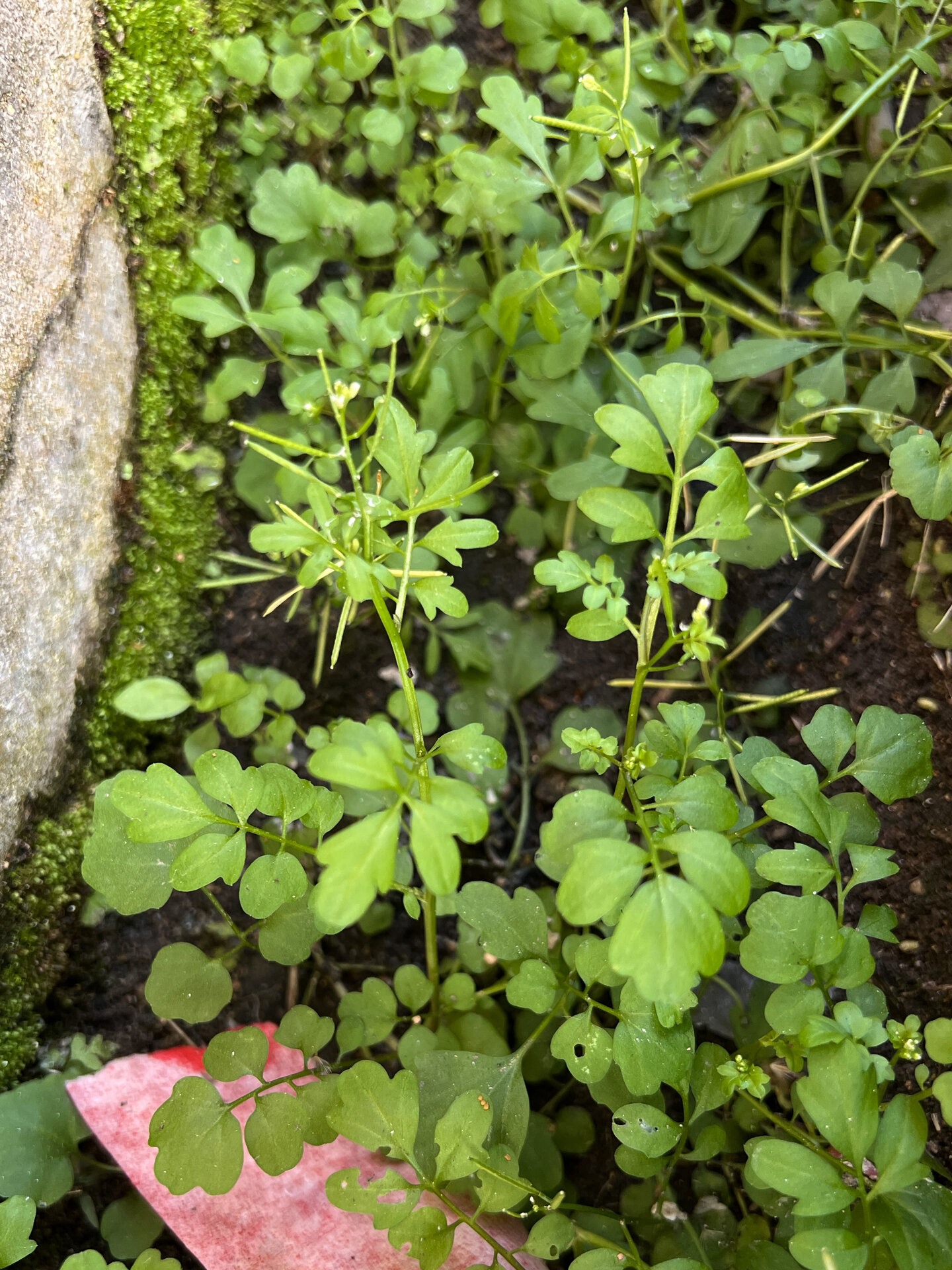 162: 碎米荠(田间常见野菜)  碎米荠(cardamine hirsuta l