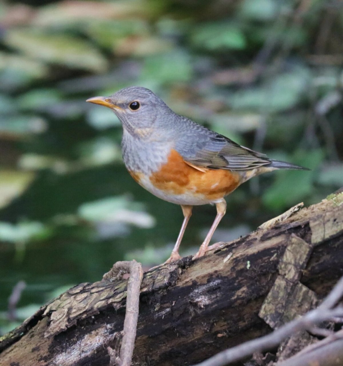 今日野拍～灰背鸫   鸫类鸟是一个大家族,常见的乌鸫,不算常见的