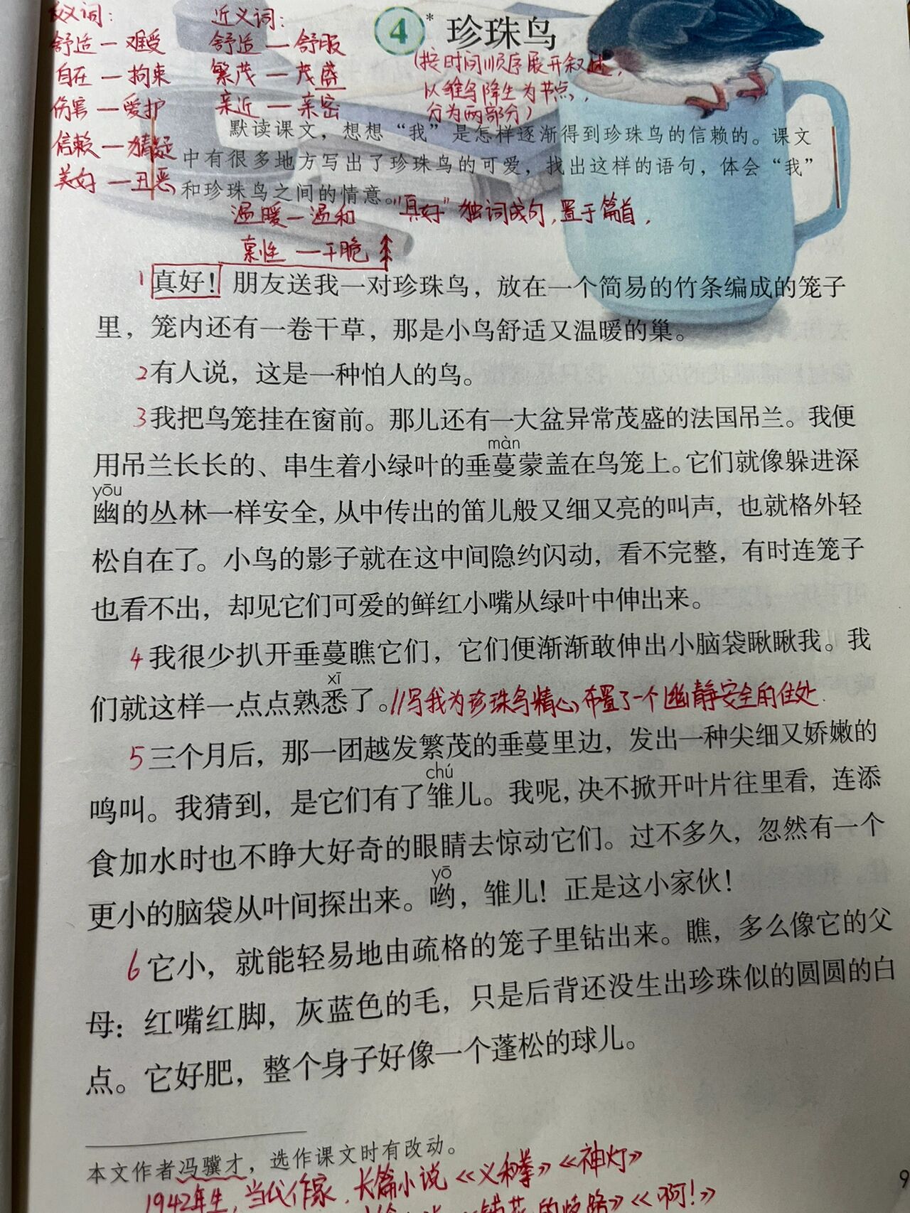 珍珠鸟中心思想图片