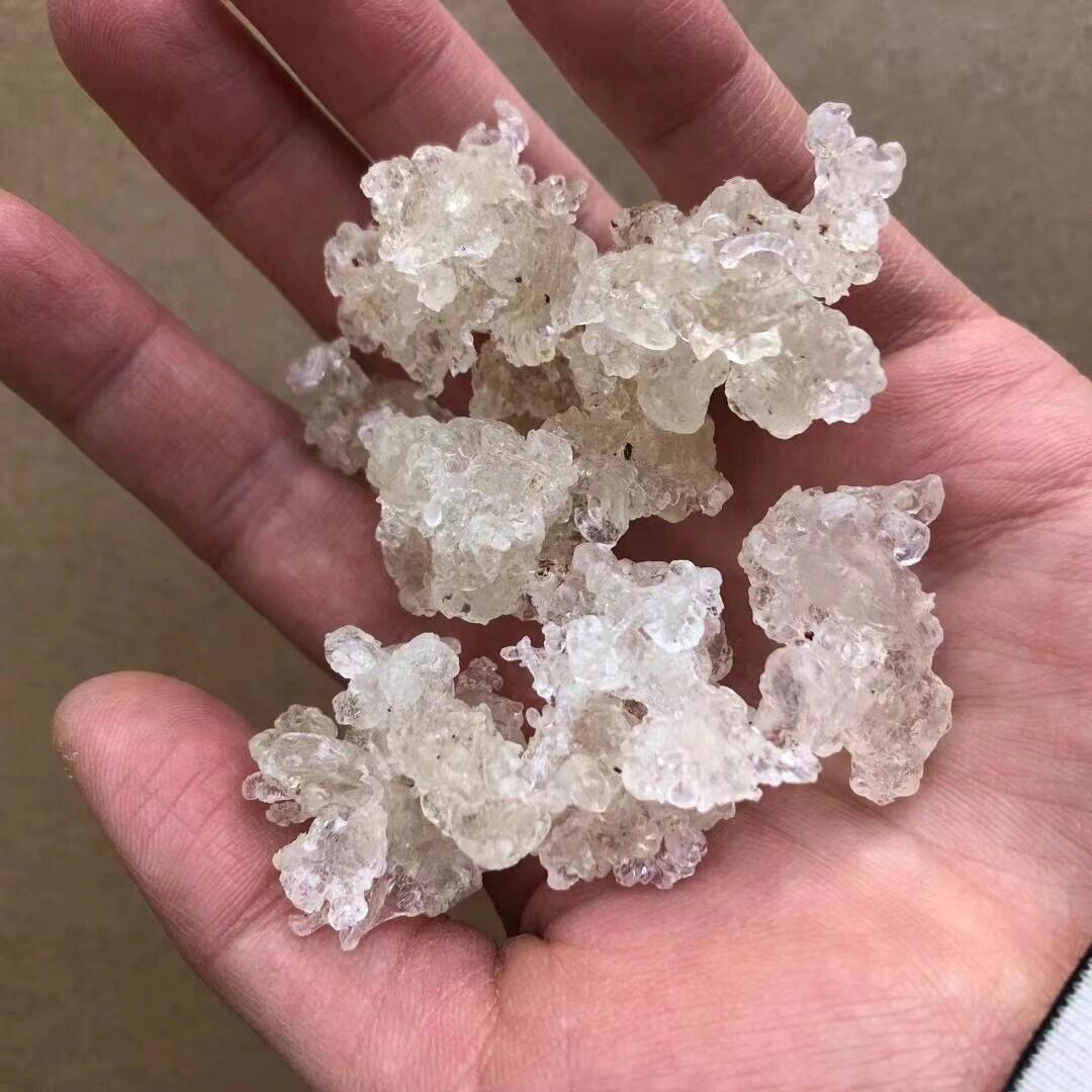 雪燕怎么辨别真假图片