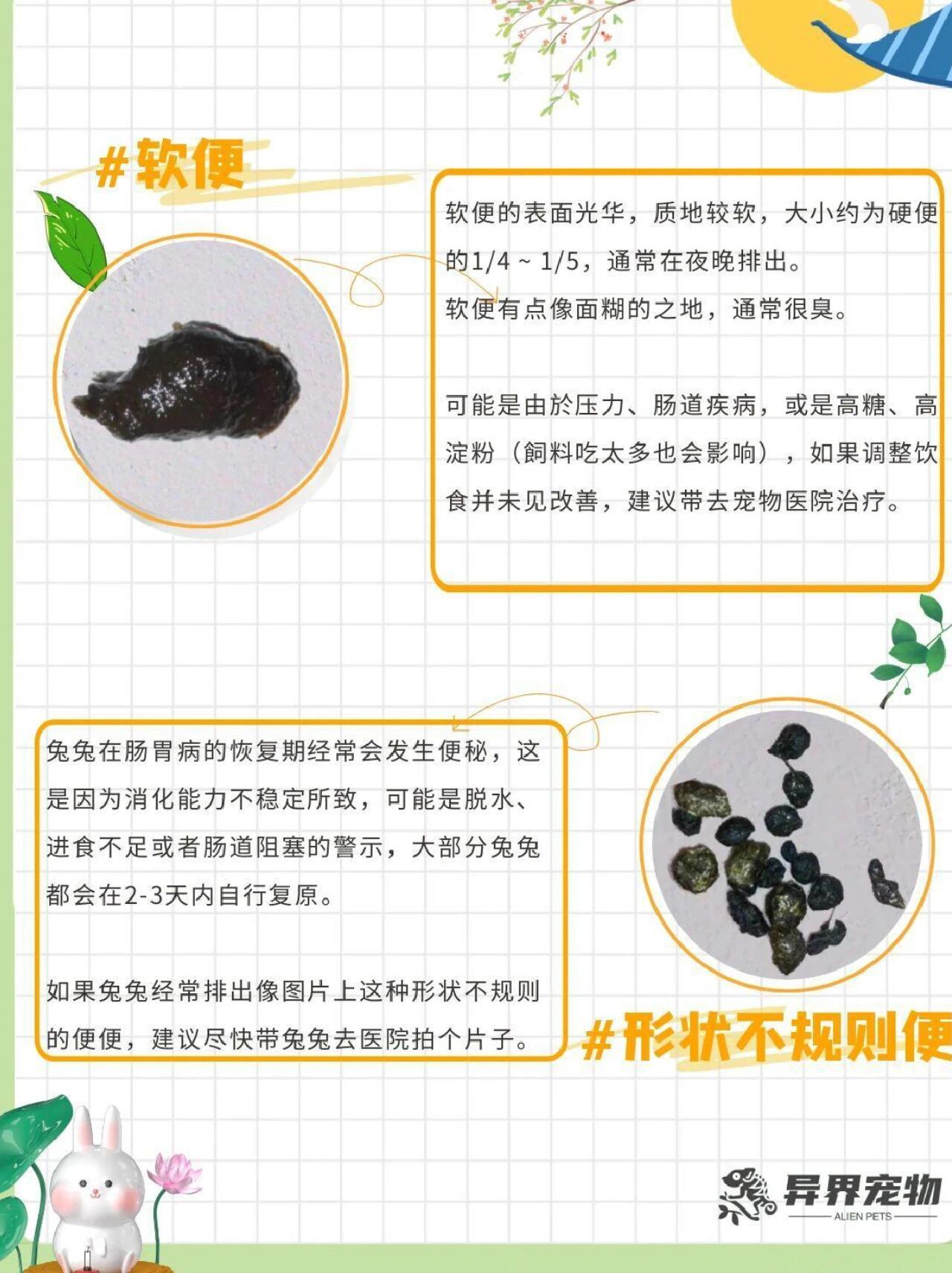 兔子正常便便的样子图片