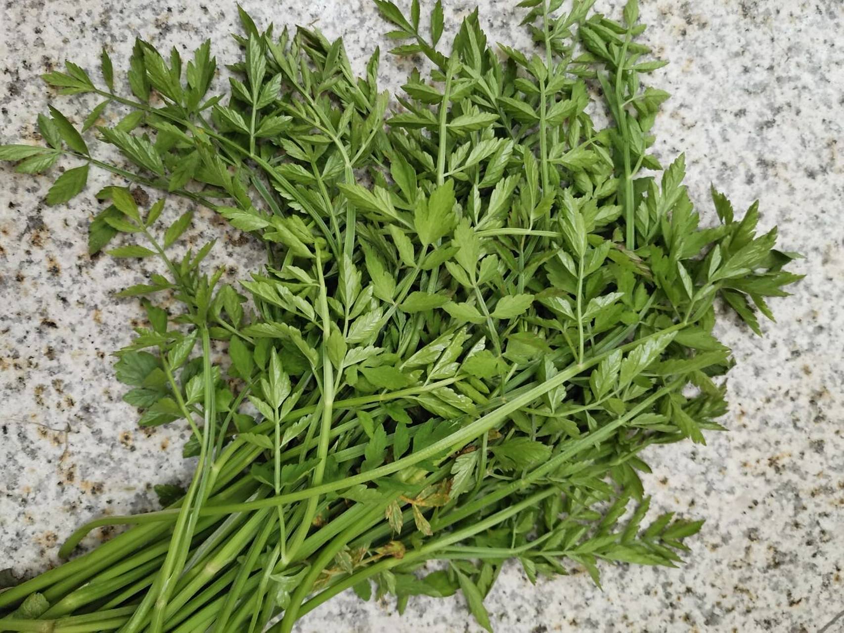 这个是水芹菜还是毒芹菜? 在网上看了半天,还是不太认识,在线等.