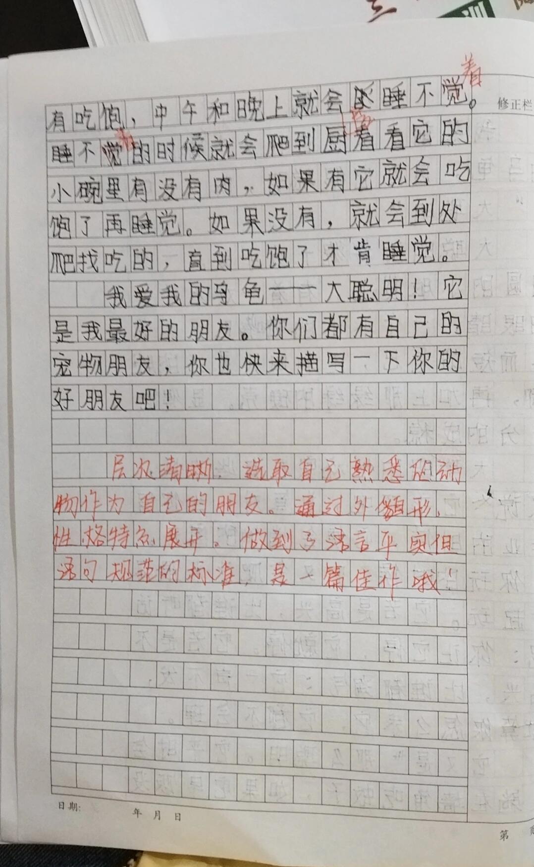 观察日记小乌龟400字四年级(观察日记小乌龟400字四年级上册)