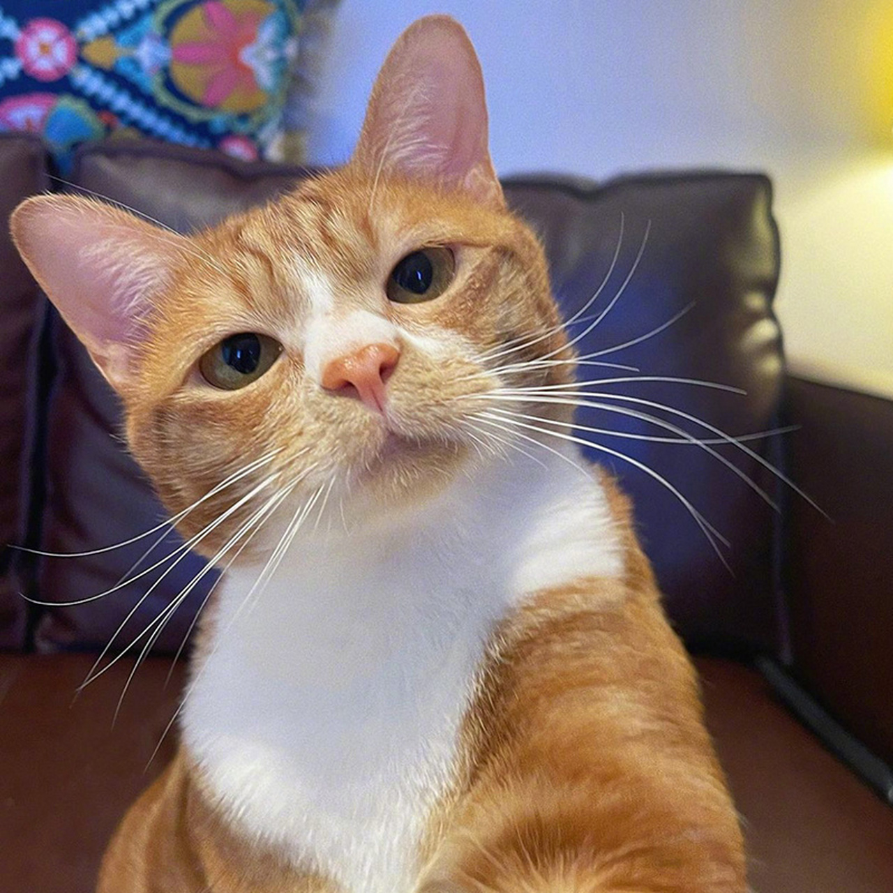 就是各种不服气表情的小猫咪🐈#猫咪# #萌宠#   (via.ins.mongjia_8