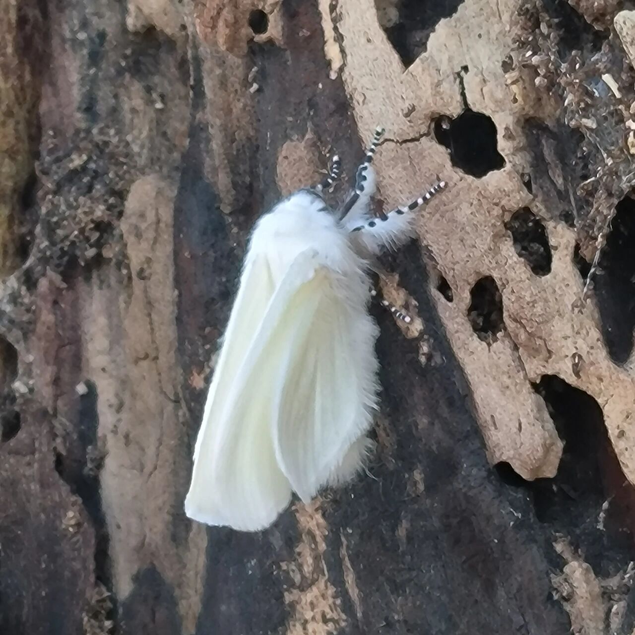 在家附近的树上看到了一只白色蛾子 它真的好好看啊