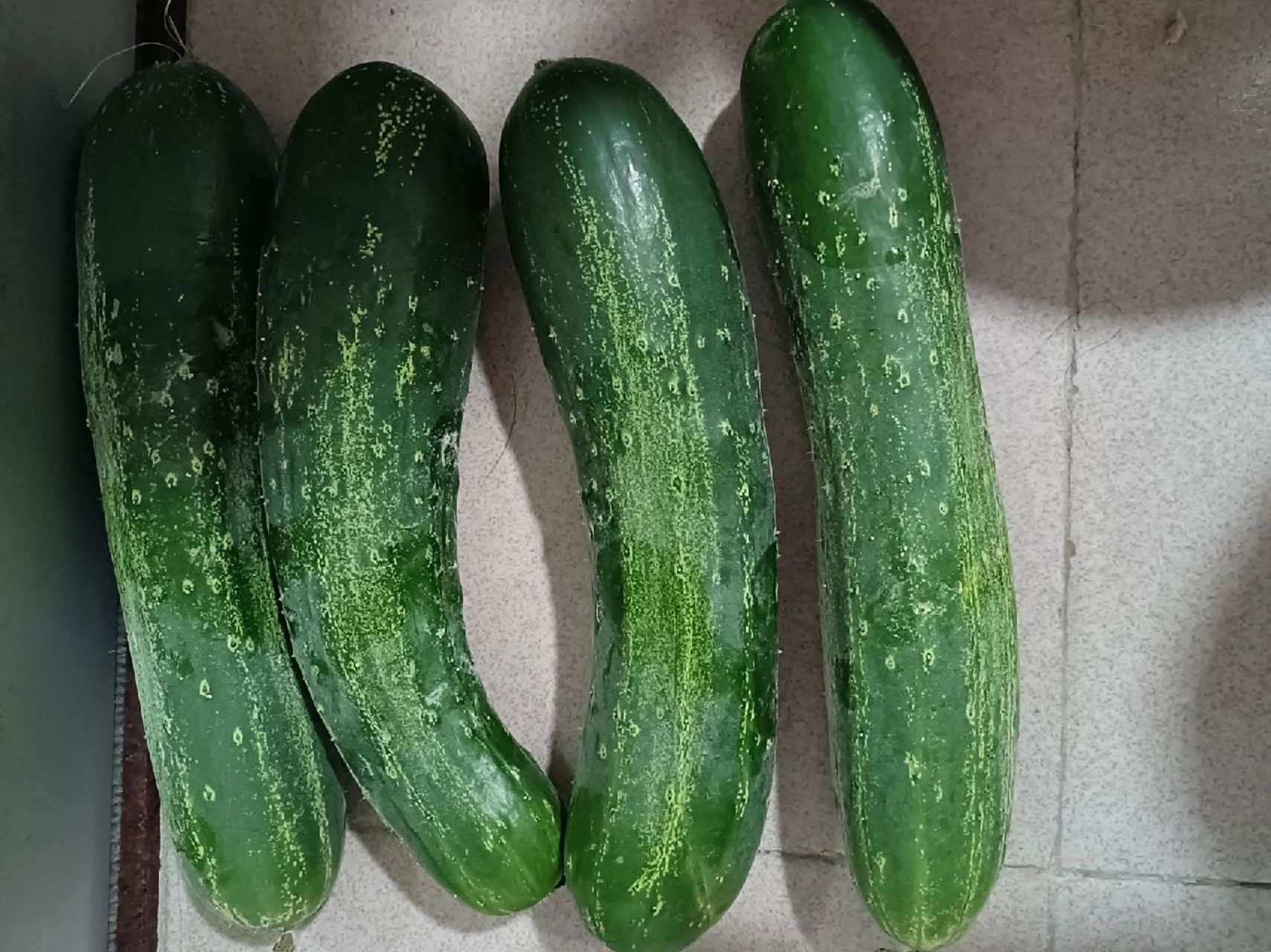 潮汕老品种大青吊瓜/黄瓜 吃瓜季节开始咯 ,本地老品种,带有小部分