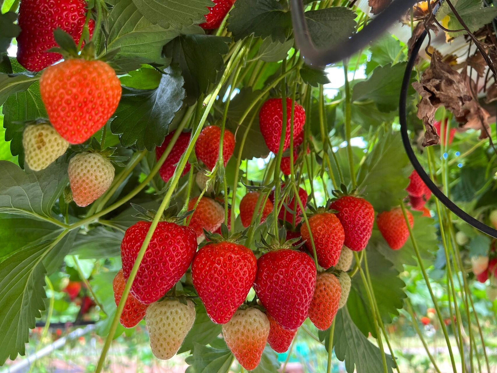 秘诀在笔记 农场名称:manor farm fruit 农场地址:watling st, hints