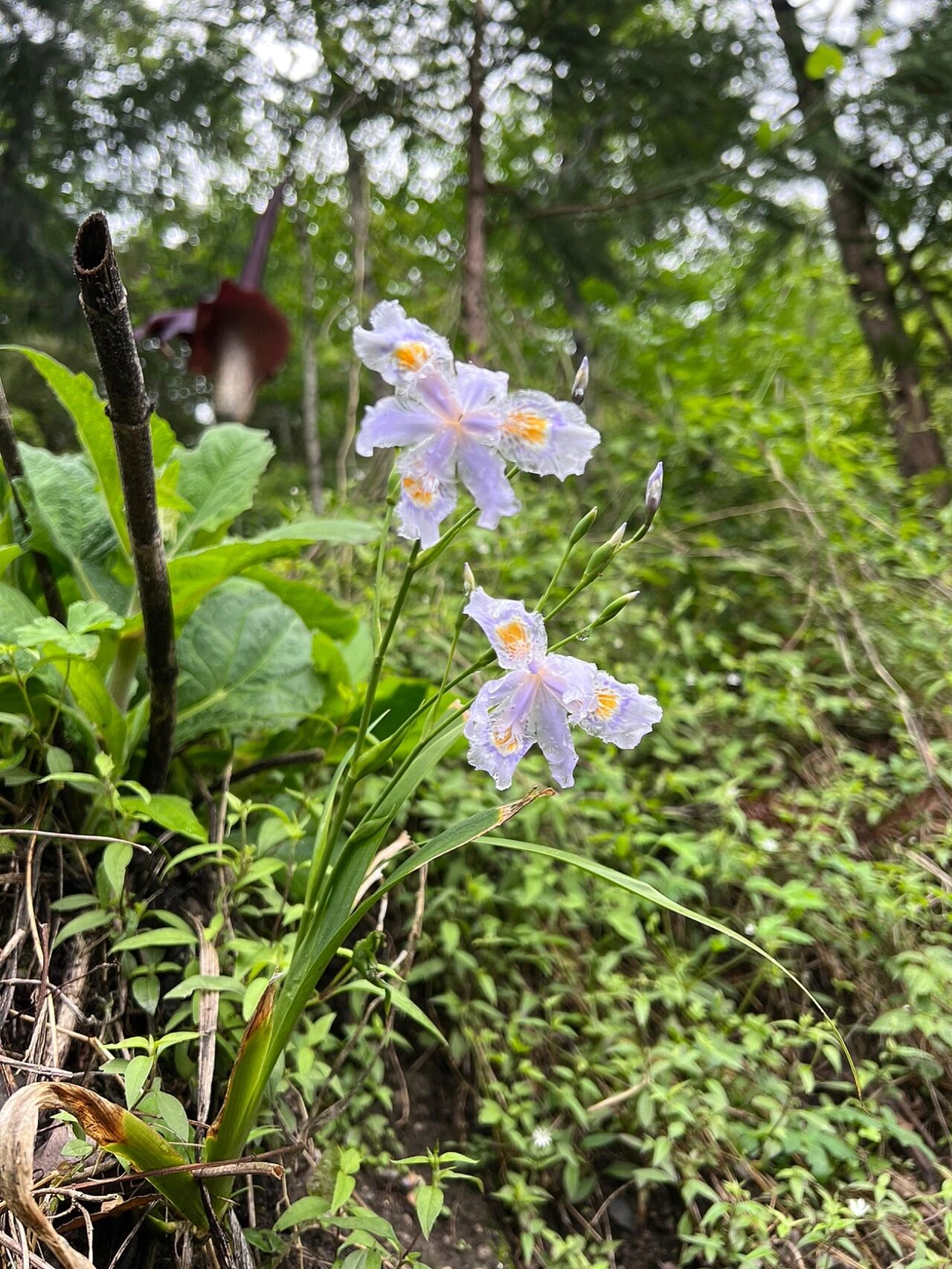 鸢尾 | 田间野生鸢尾,花瓣薄如蝉翼美到心颤