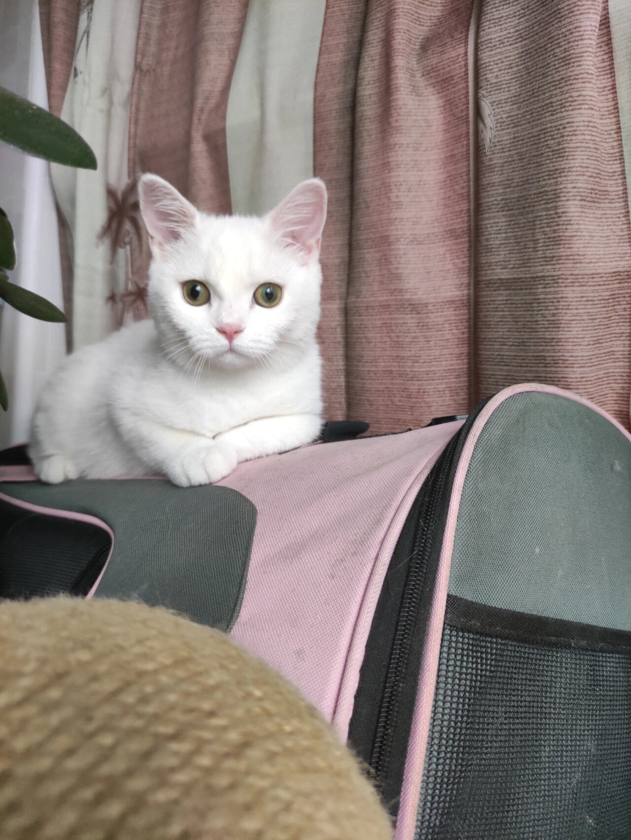 纯白英短vs纯白田园