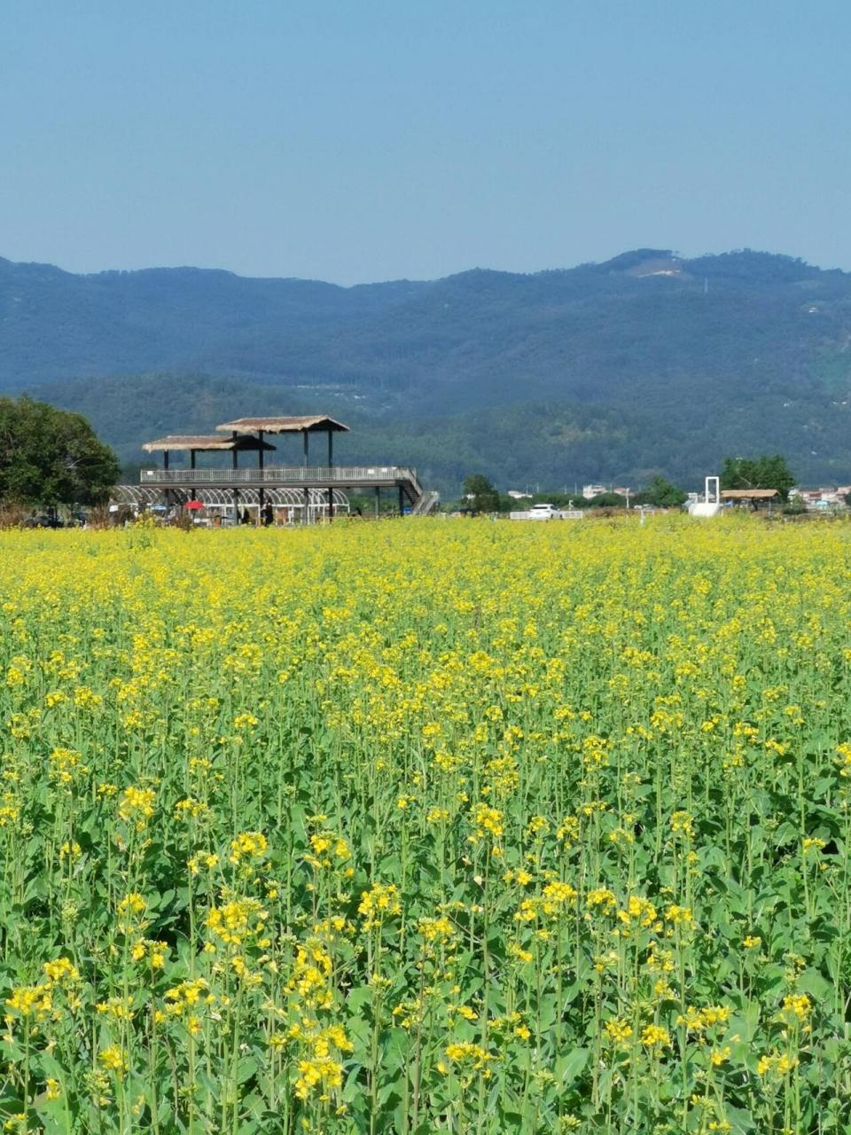 广州最美的油菜花海开啦/增城朱村稻田公园 广州现在好多地方都有油菜