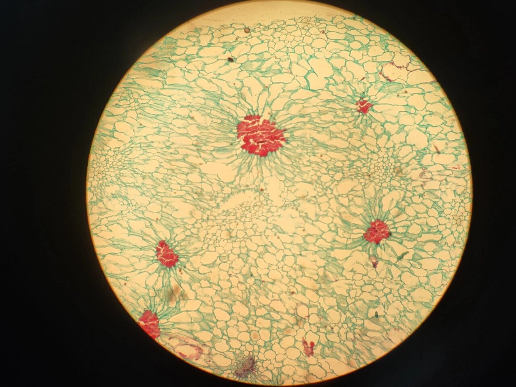 梨石细胞图片图片