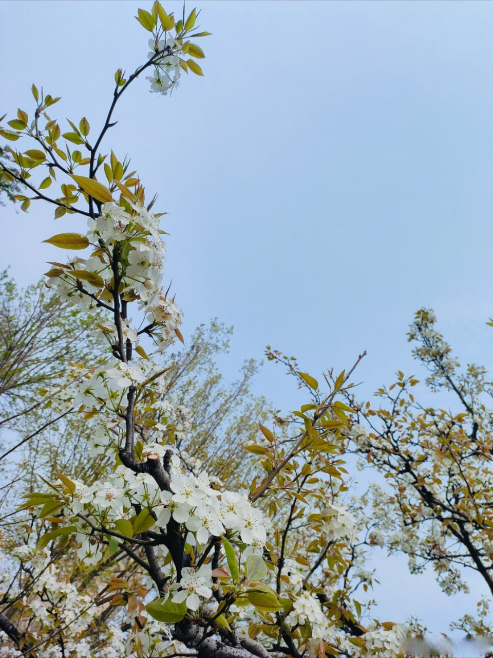 一枝梨花压海棠图片