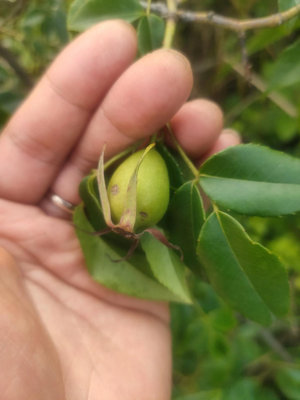 红花金樱子,和白花金樱子相比果子少了点刺,有没有人认识的?